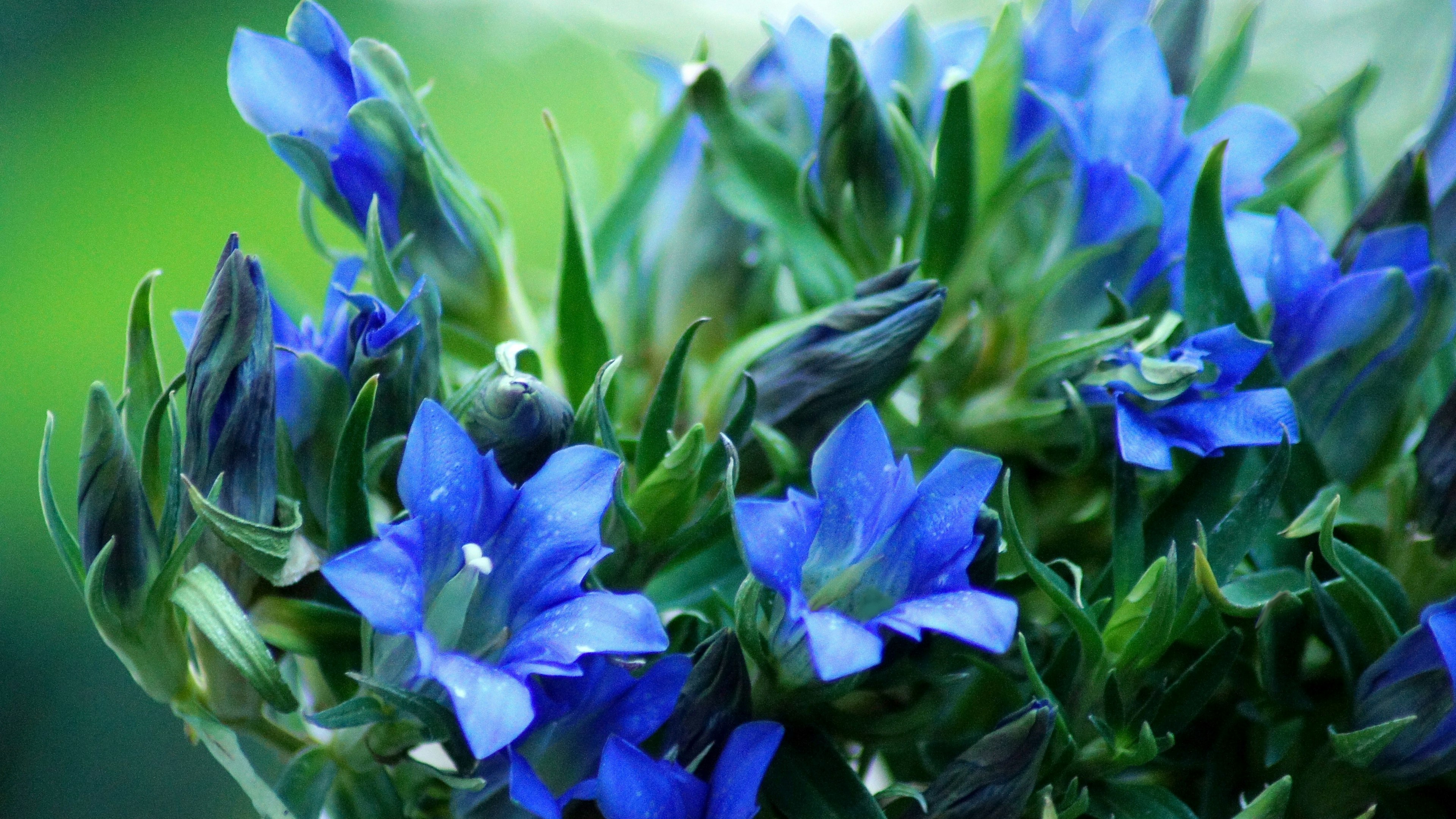 Nahaufnahme von blauen Blumen auf einer grünen Pflanze