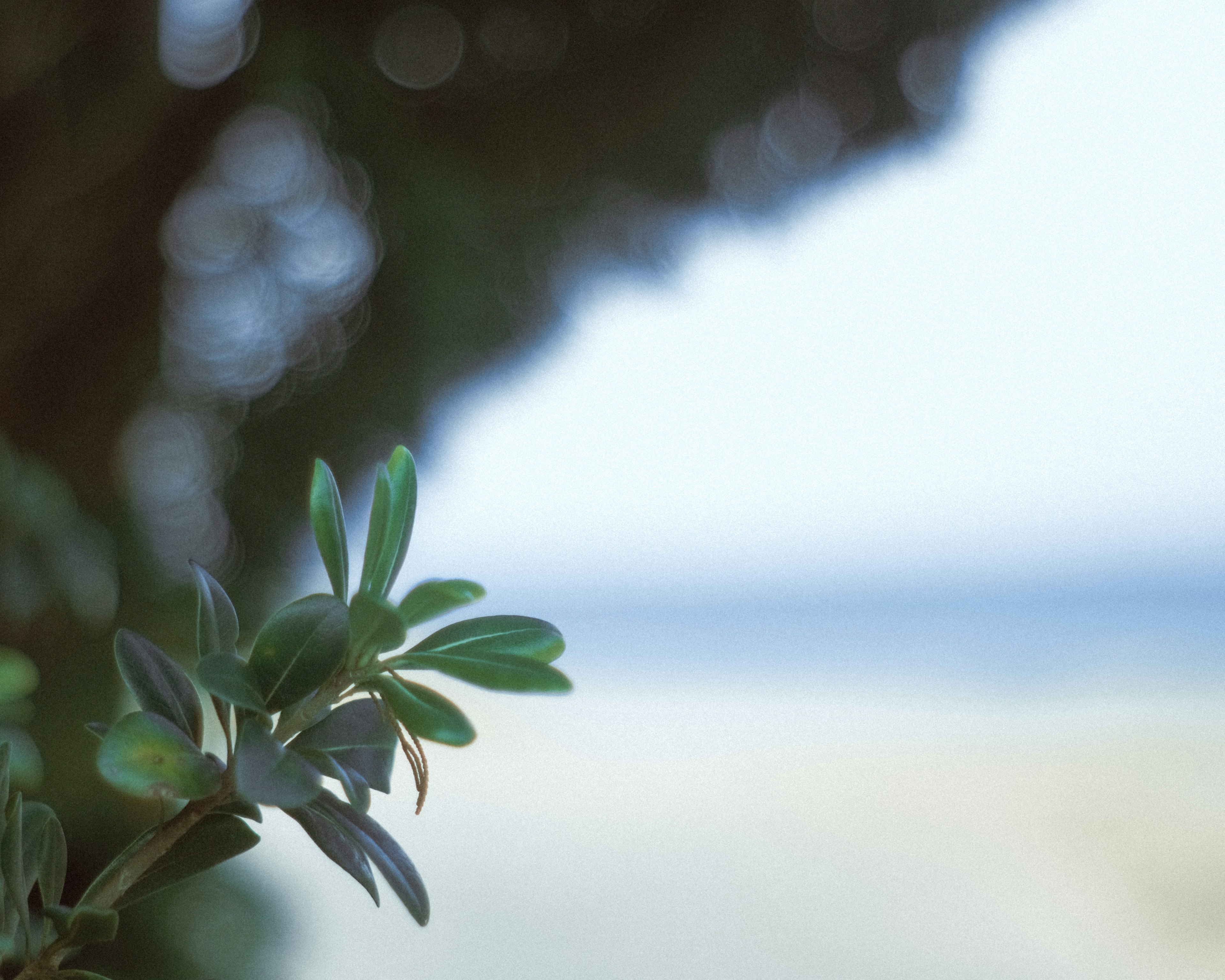 Green leaves with a blue ocean background