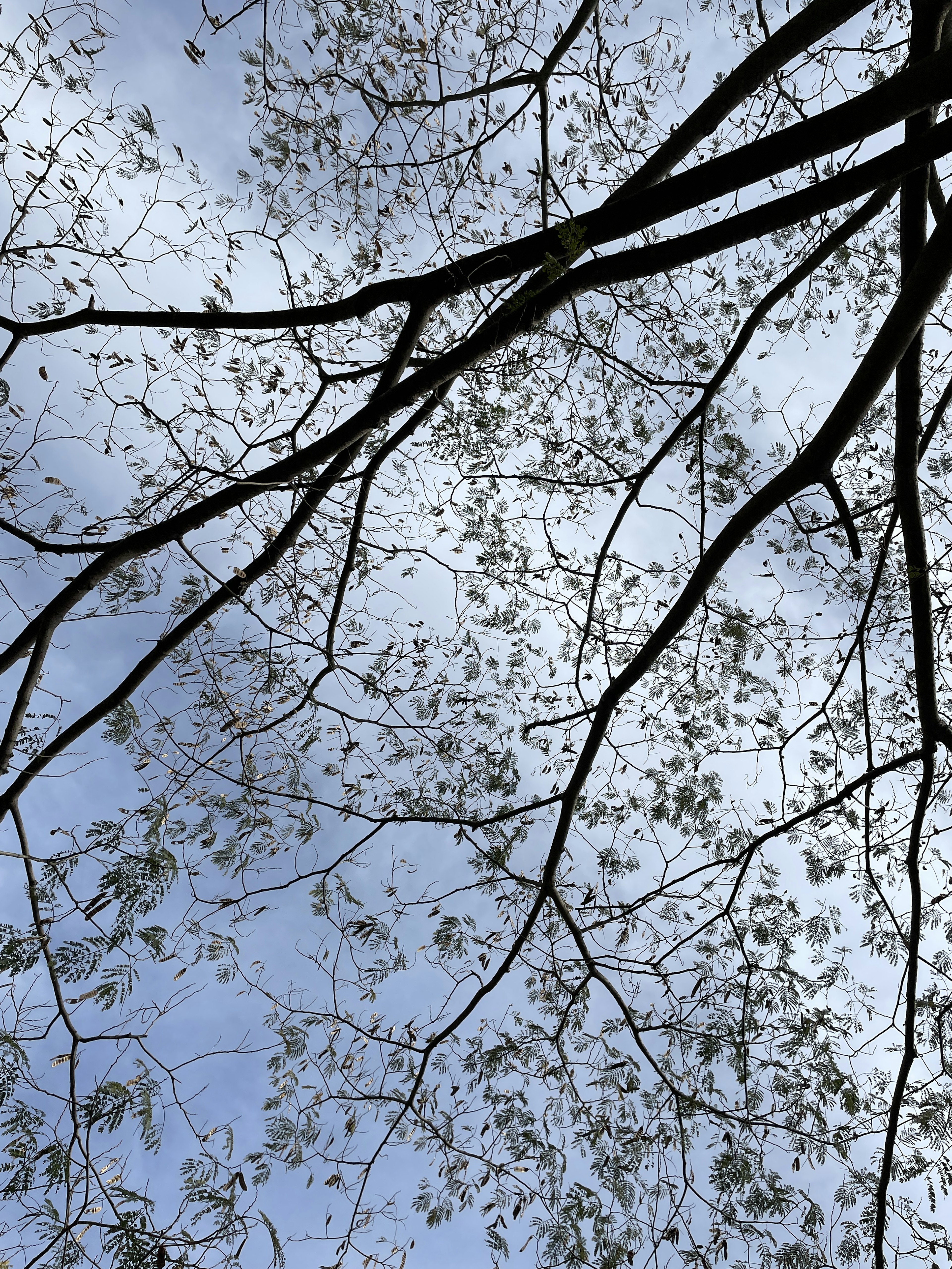 Thin tree branches and leaves against a blue sky