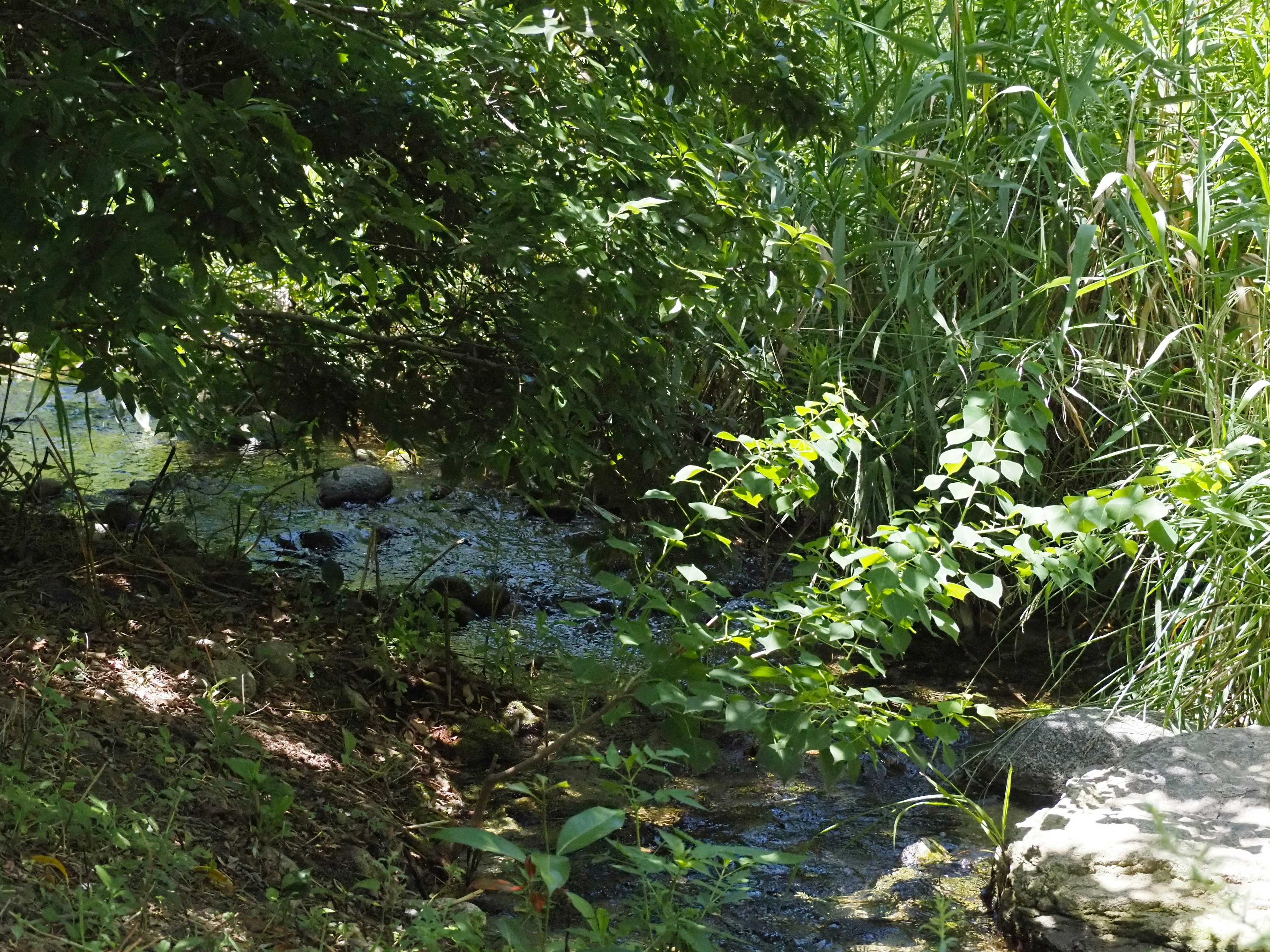 Una escena natural con un arroyo y vegetación verde exuberante