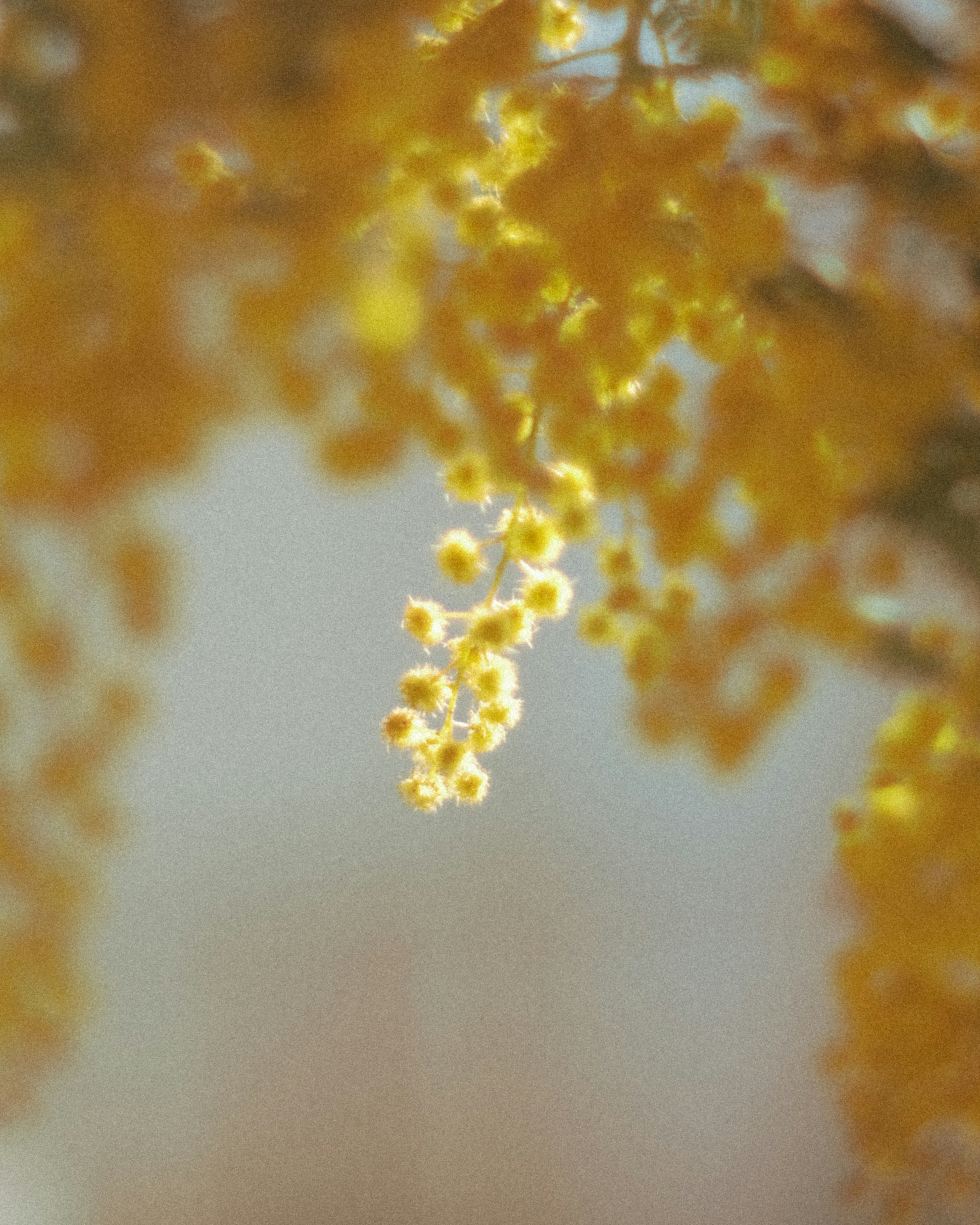 Close-up cabang dengan bunga kuning cerah