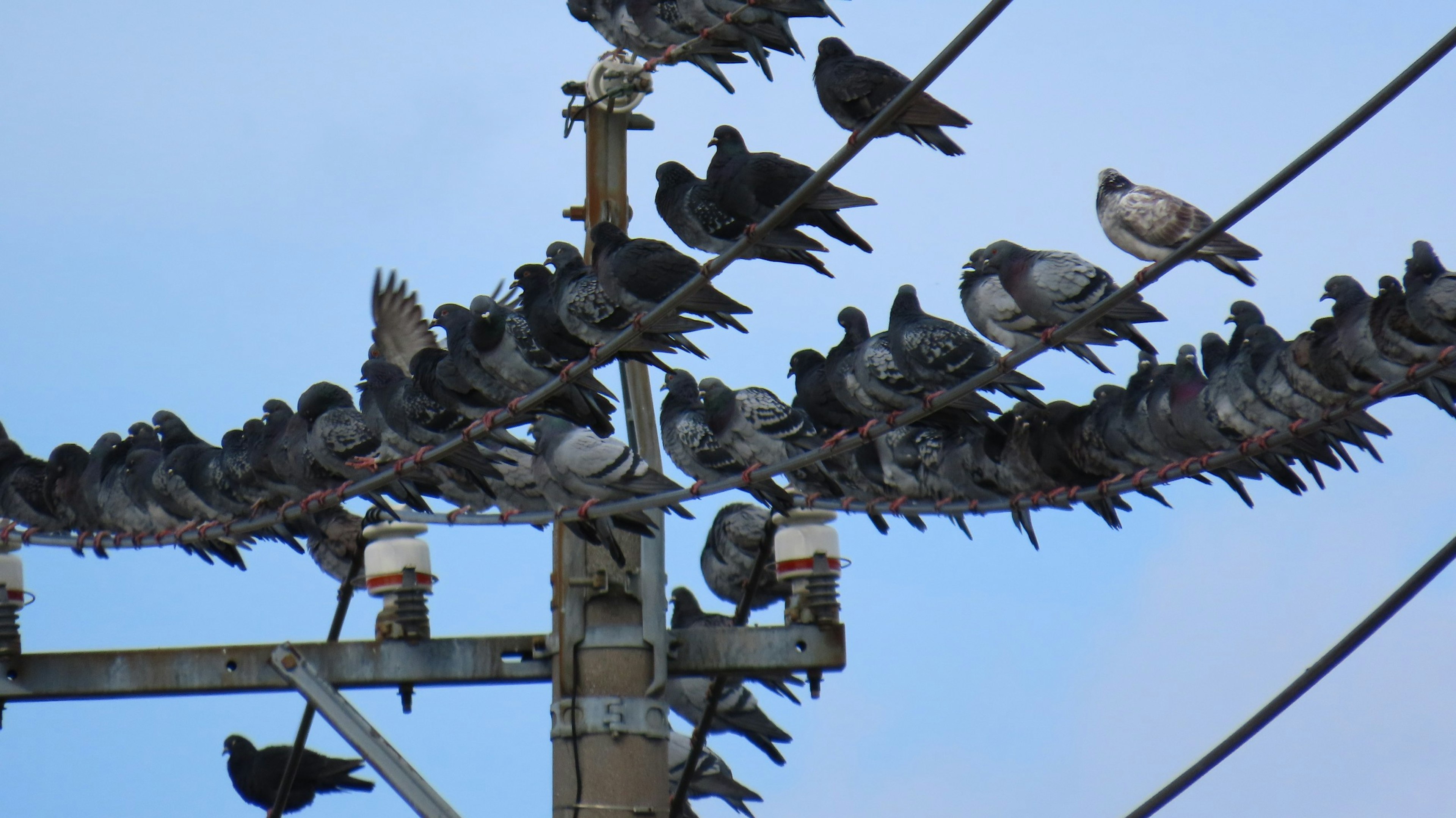 Many pigeons perched on a power line under a blue sky