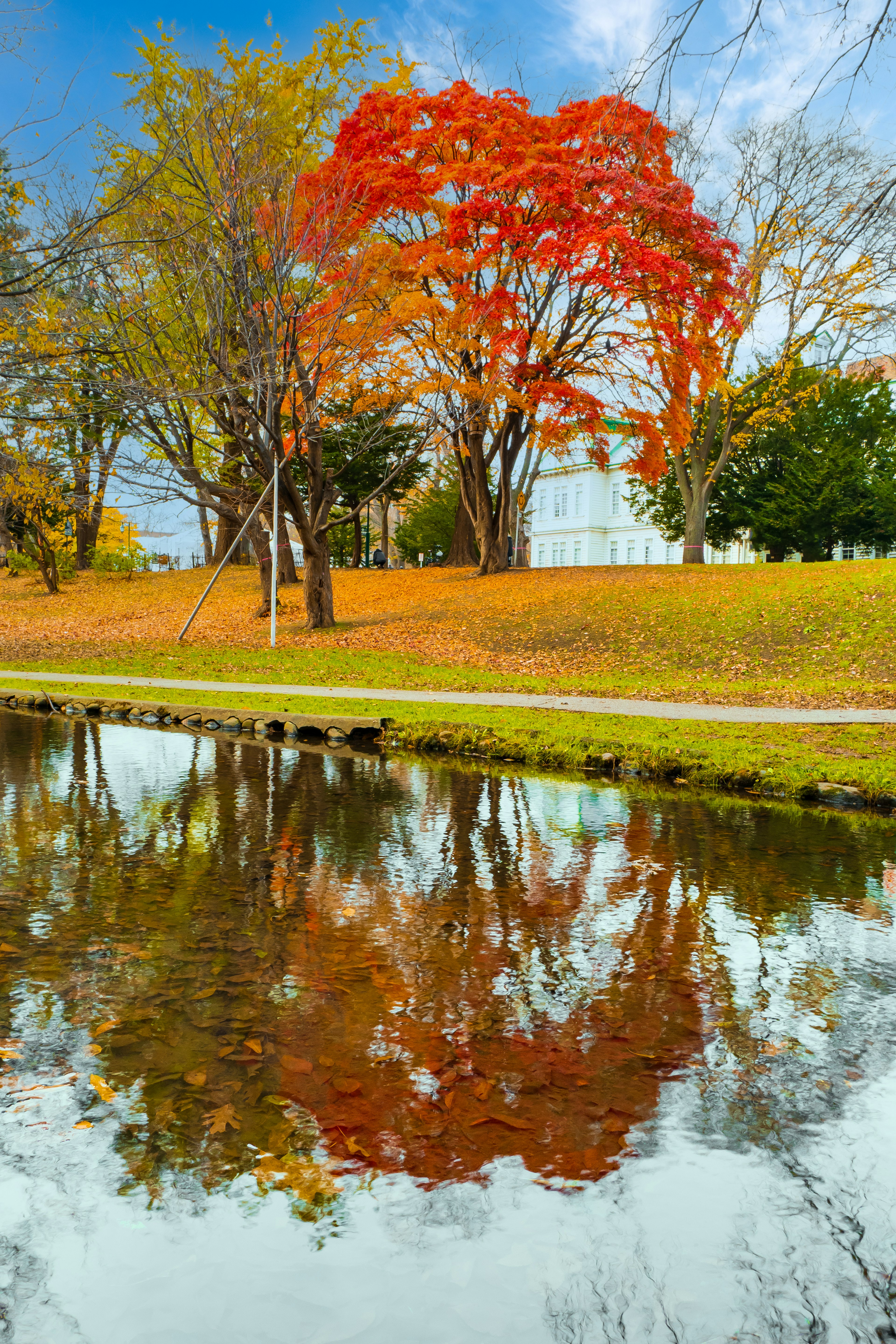 美しい紅葉の木々が映る池の風景