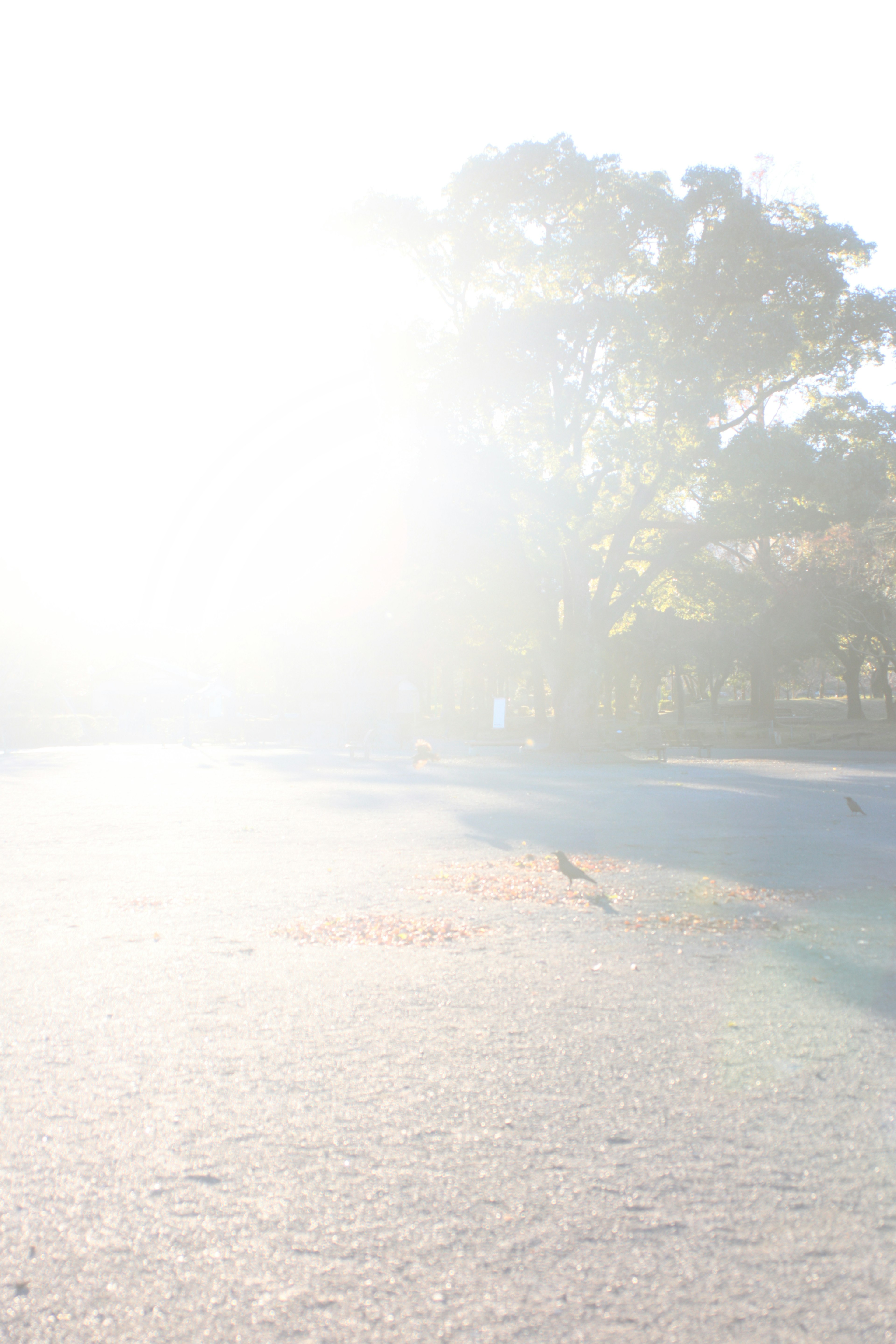 Bright sunlight illuminating a park scene with trees