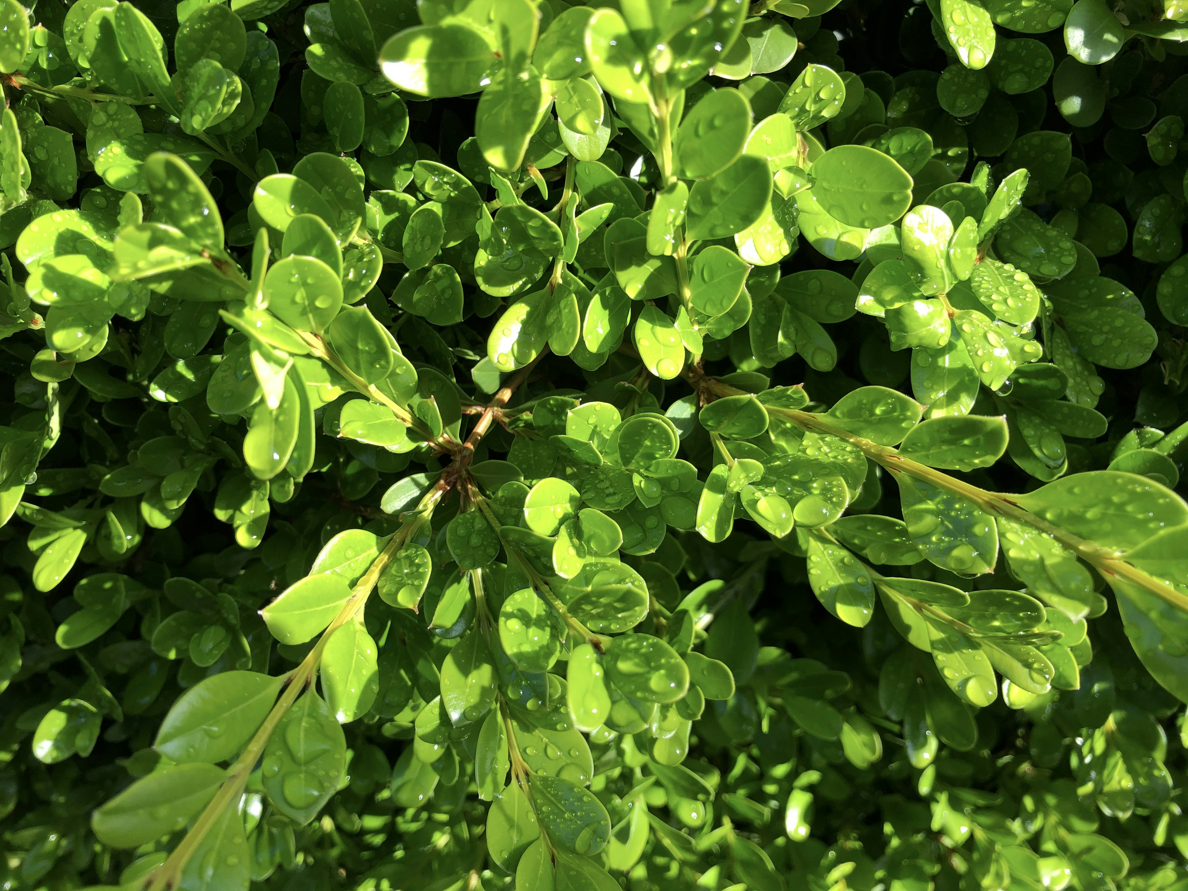 Dense clusters of green leaves with droplets of water