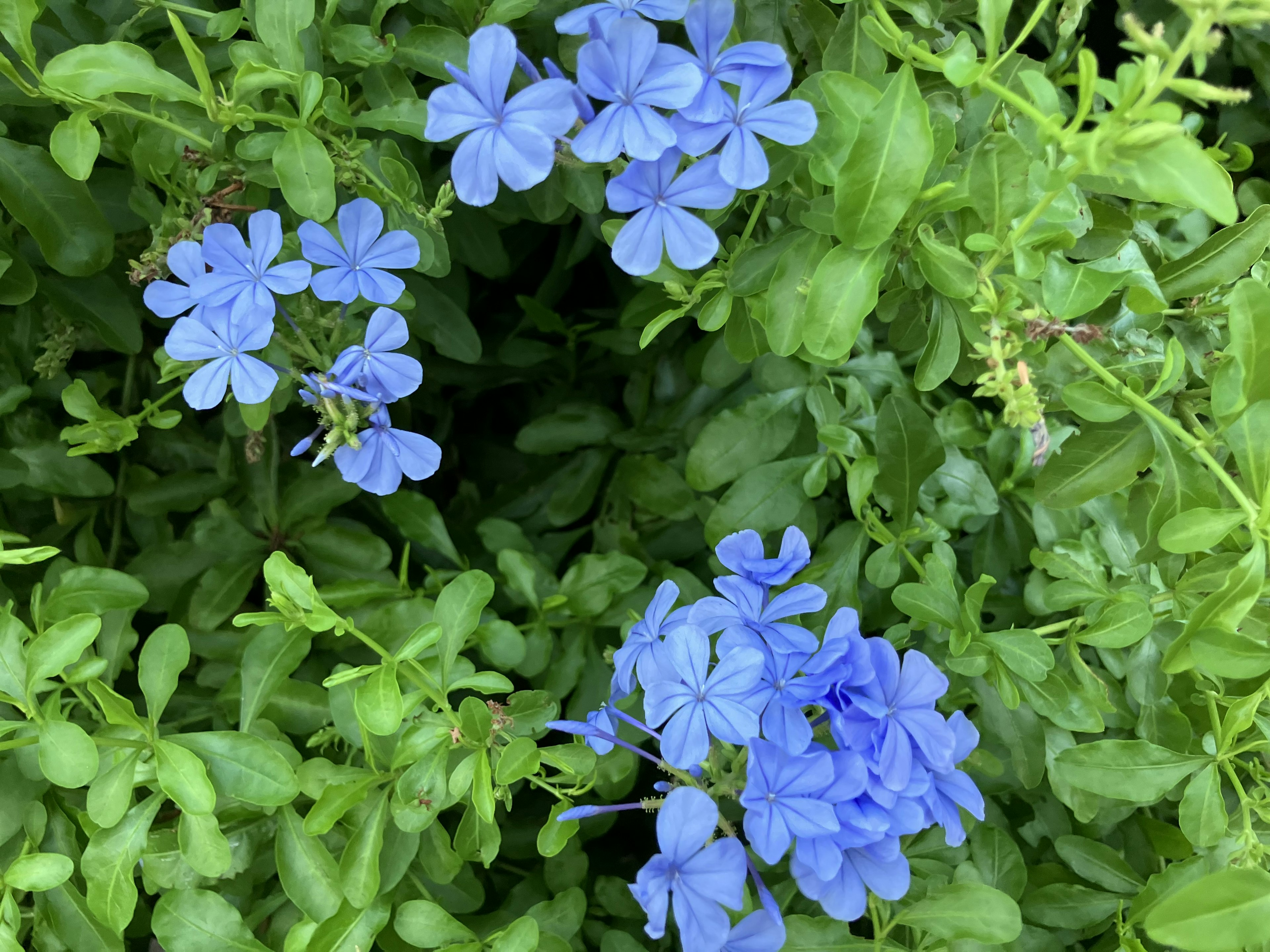 青い花が緑の葉に囲まれている