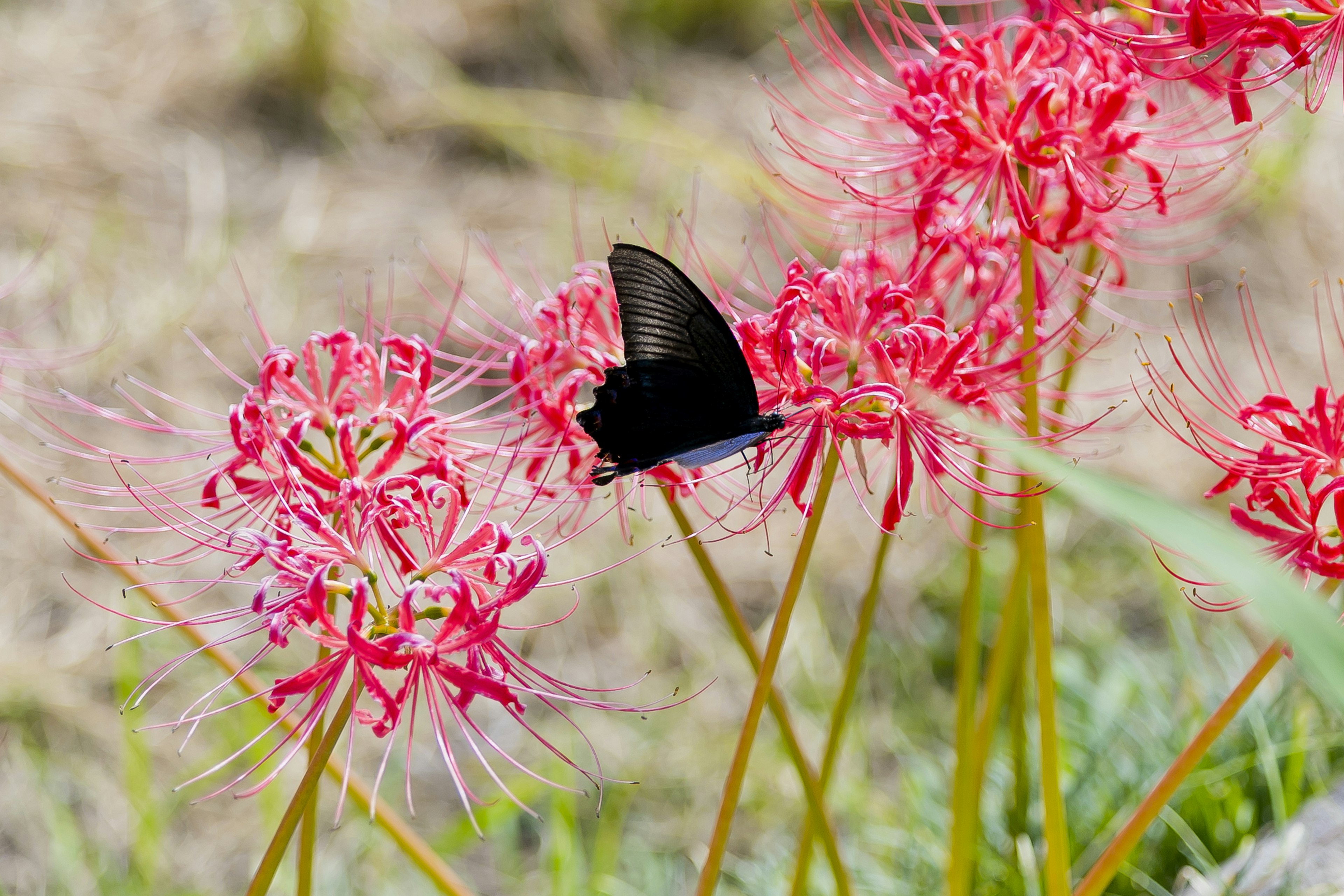 A black butterfly resting among vibrant red flowers