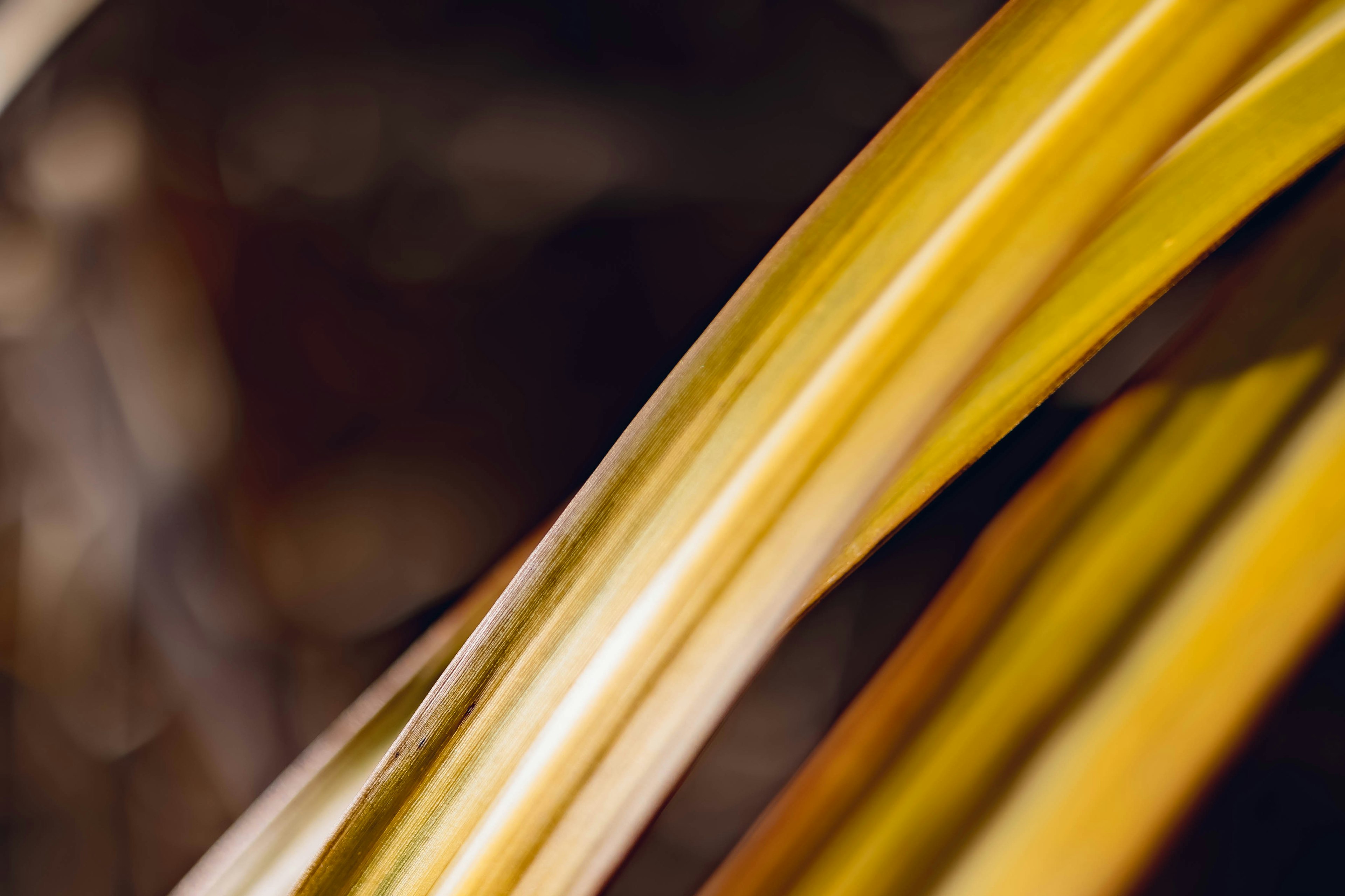 Close-up of yellow plant leaves showcasing curved shapes and glossy texture