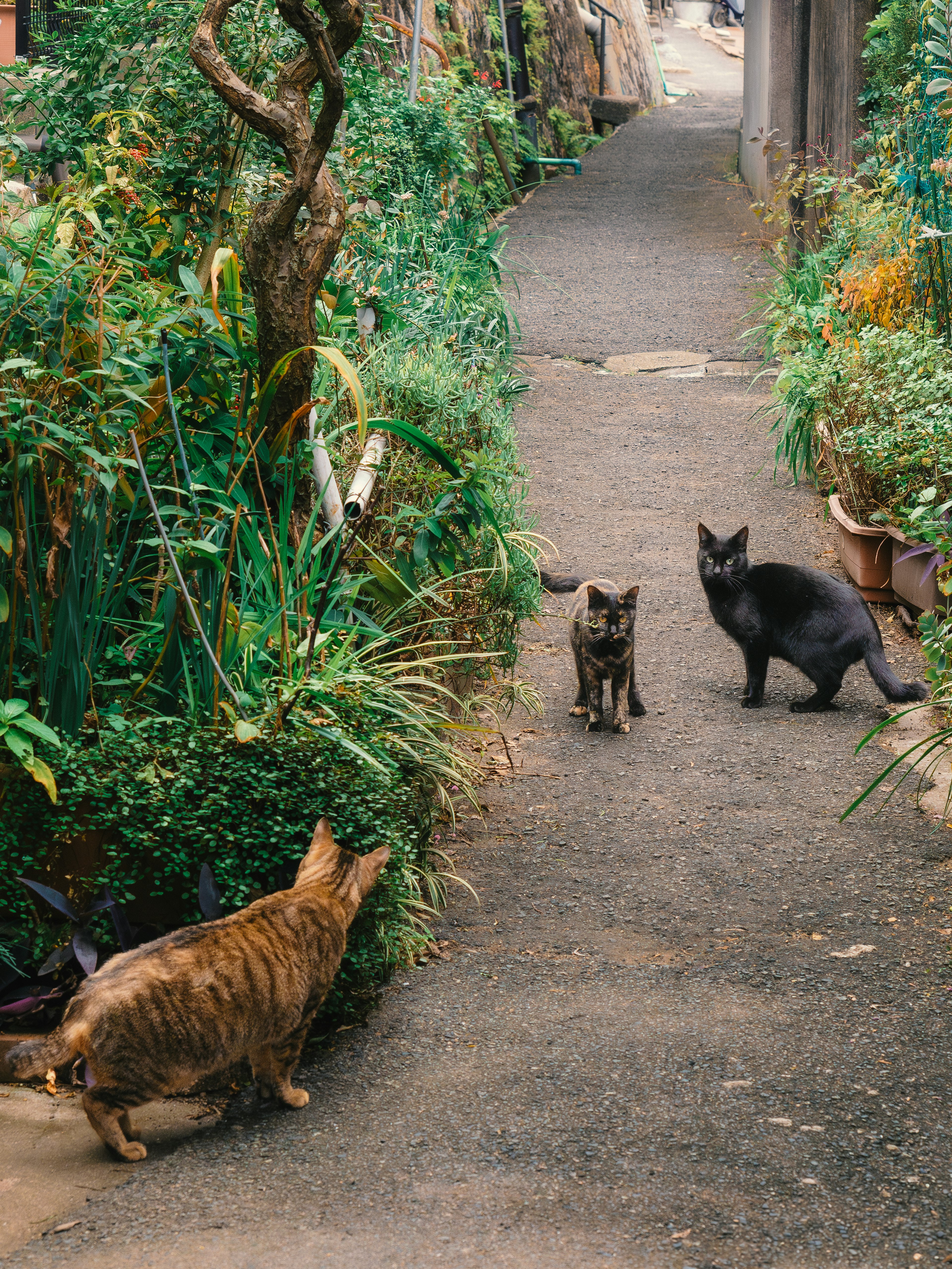 Tres gatos en un camino verde uno atigrado y dos gatos negros