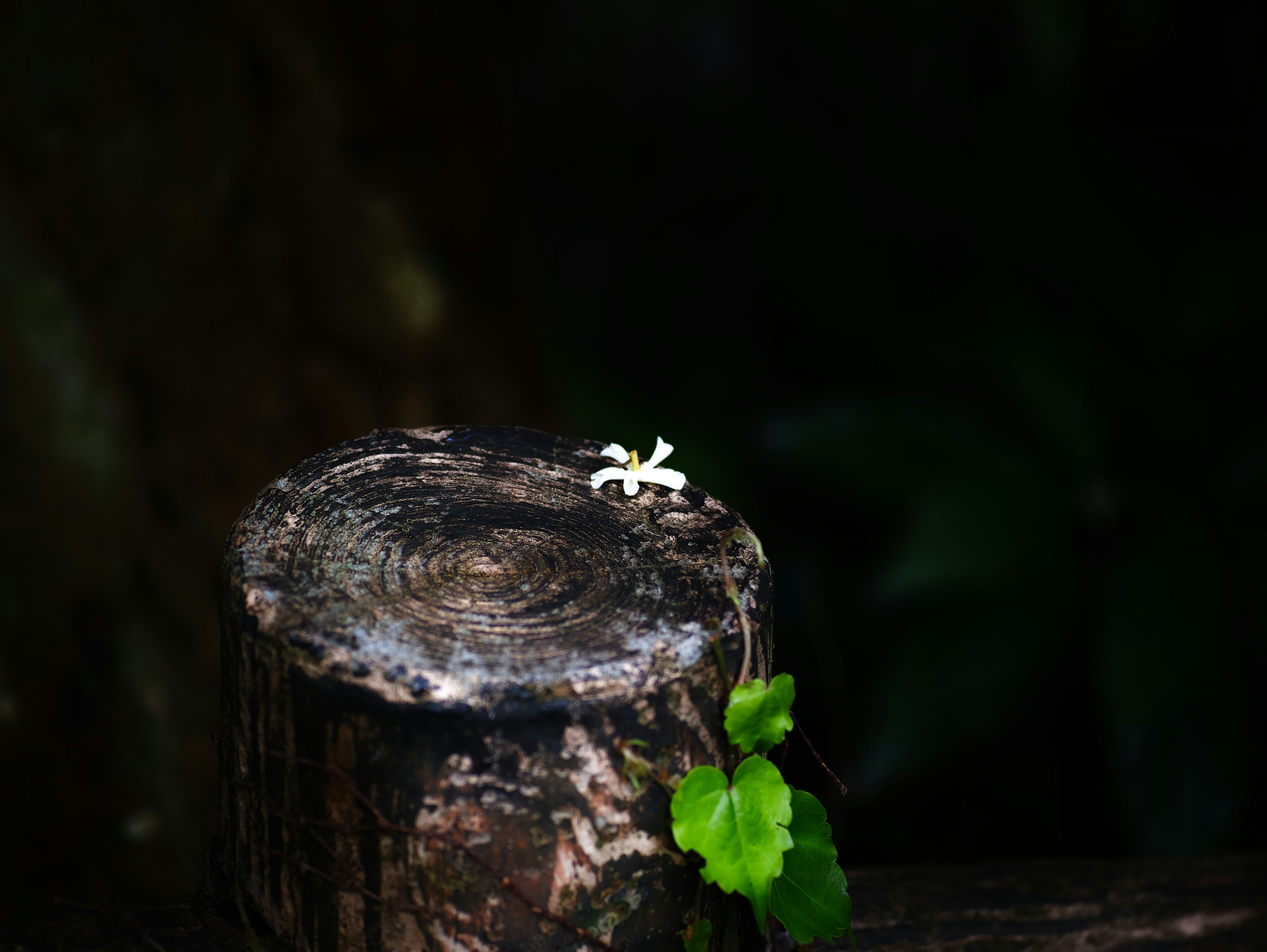 Eine kleine weiße Blume und grüne Blätter auf einem Baumstumpf