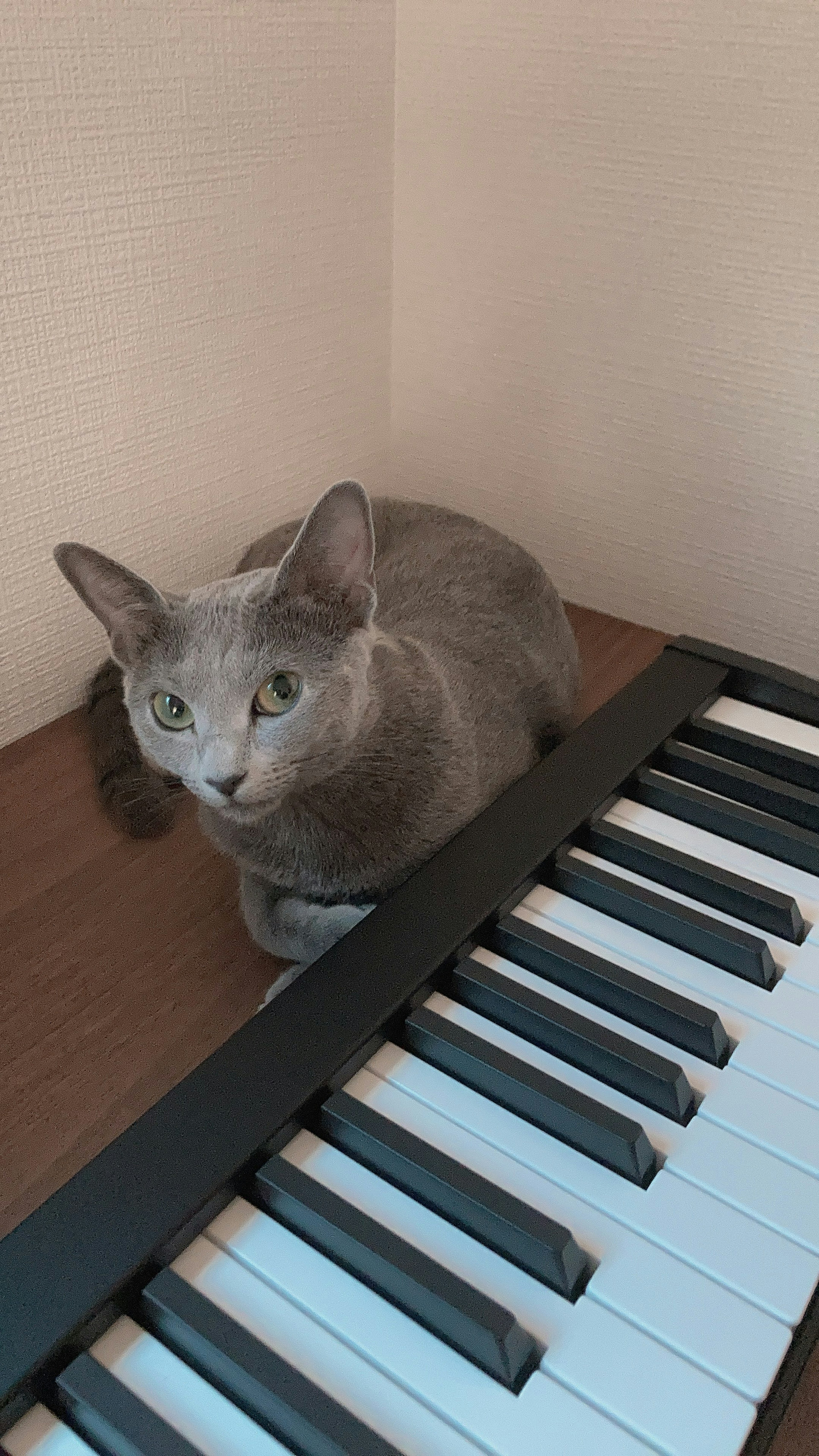 Gray cat lounging on top of a piano