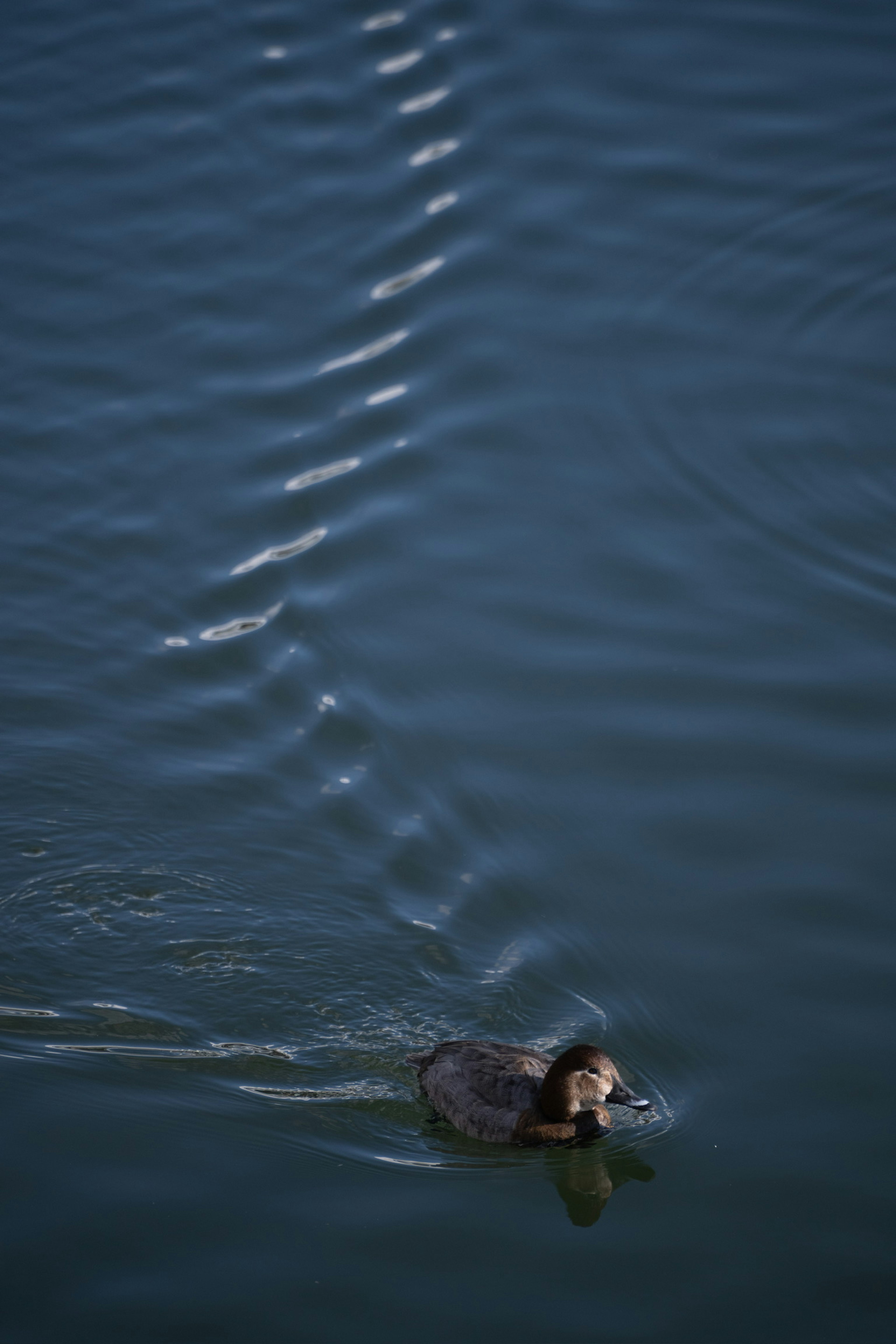 Animal swimming on water surface with ripples