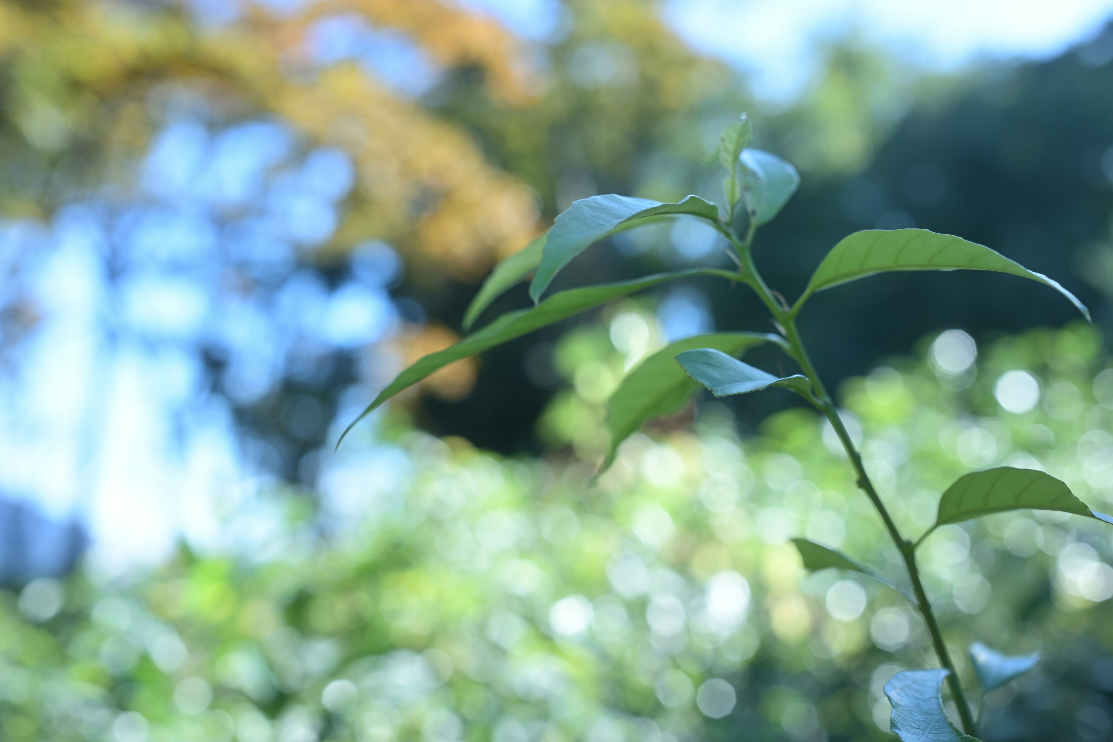 前景有綠葉植物，背景模糊的綠色風景