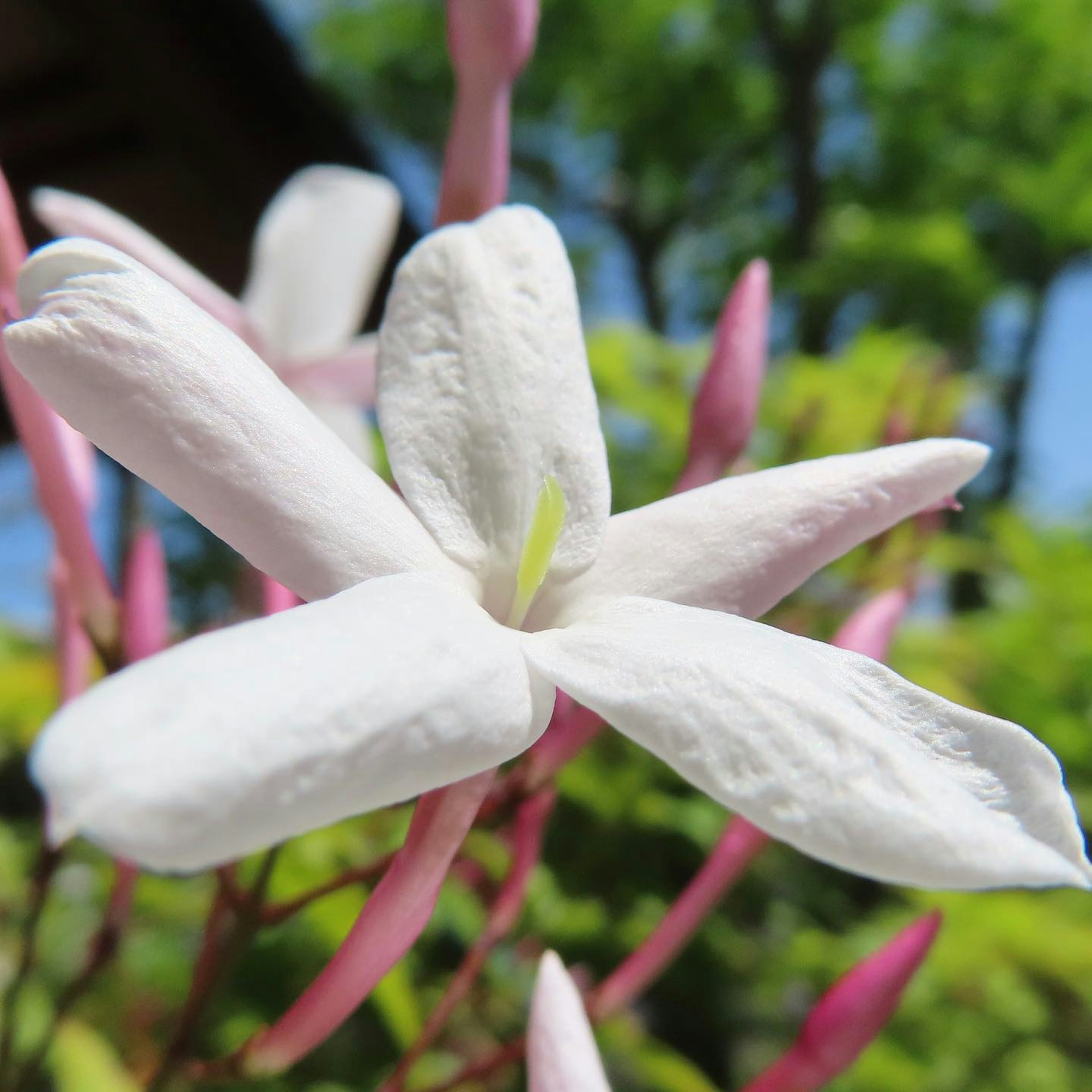 White jasmine flower with pink buds in a garden