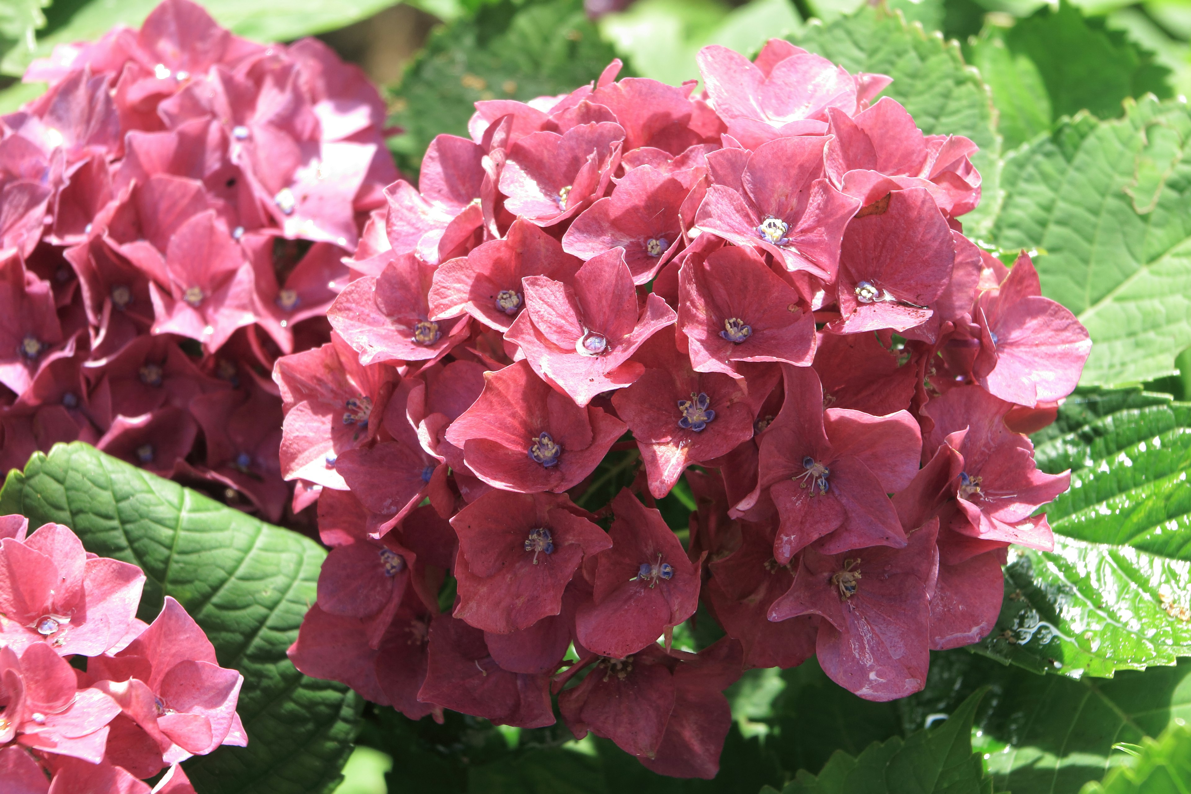 Fiori di ortensia viola con foglie verdi