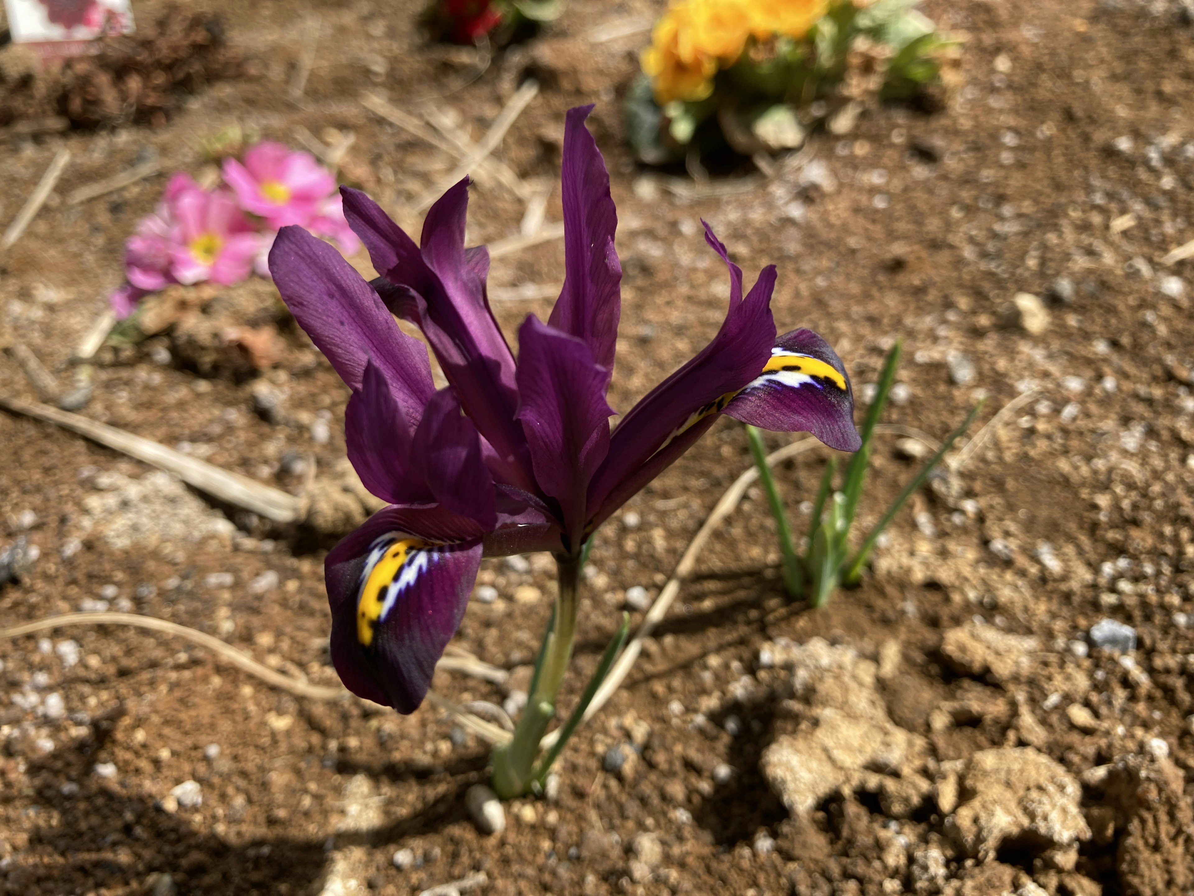 Close-up of a purple flower blooming in the ground