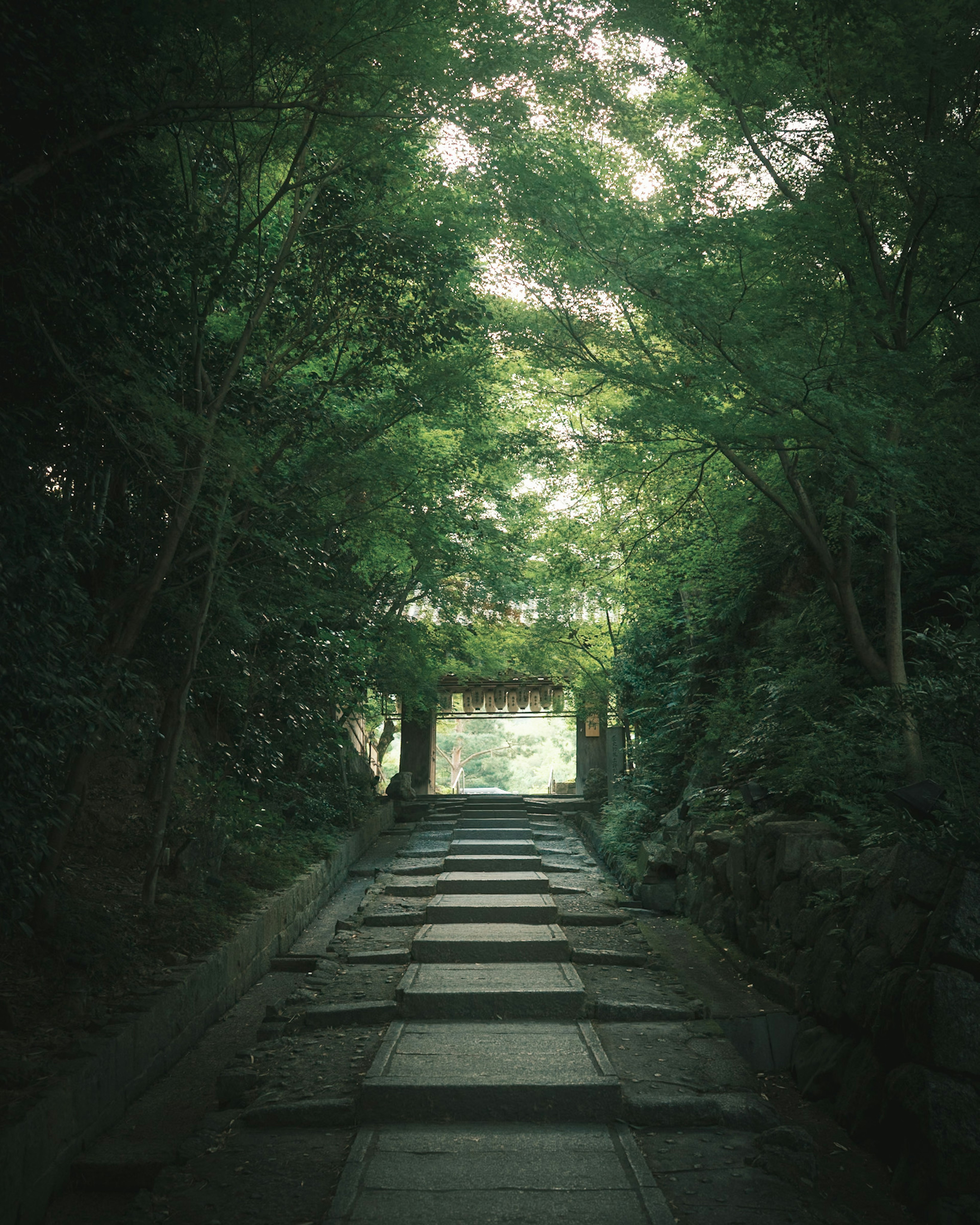 Stone pathway surrounded by lush green trees leading to a serene opening