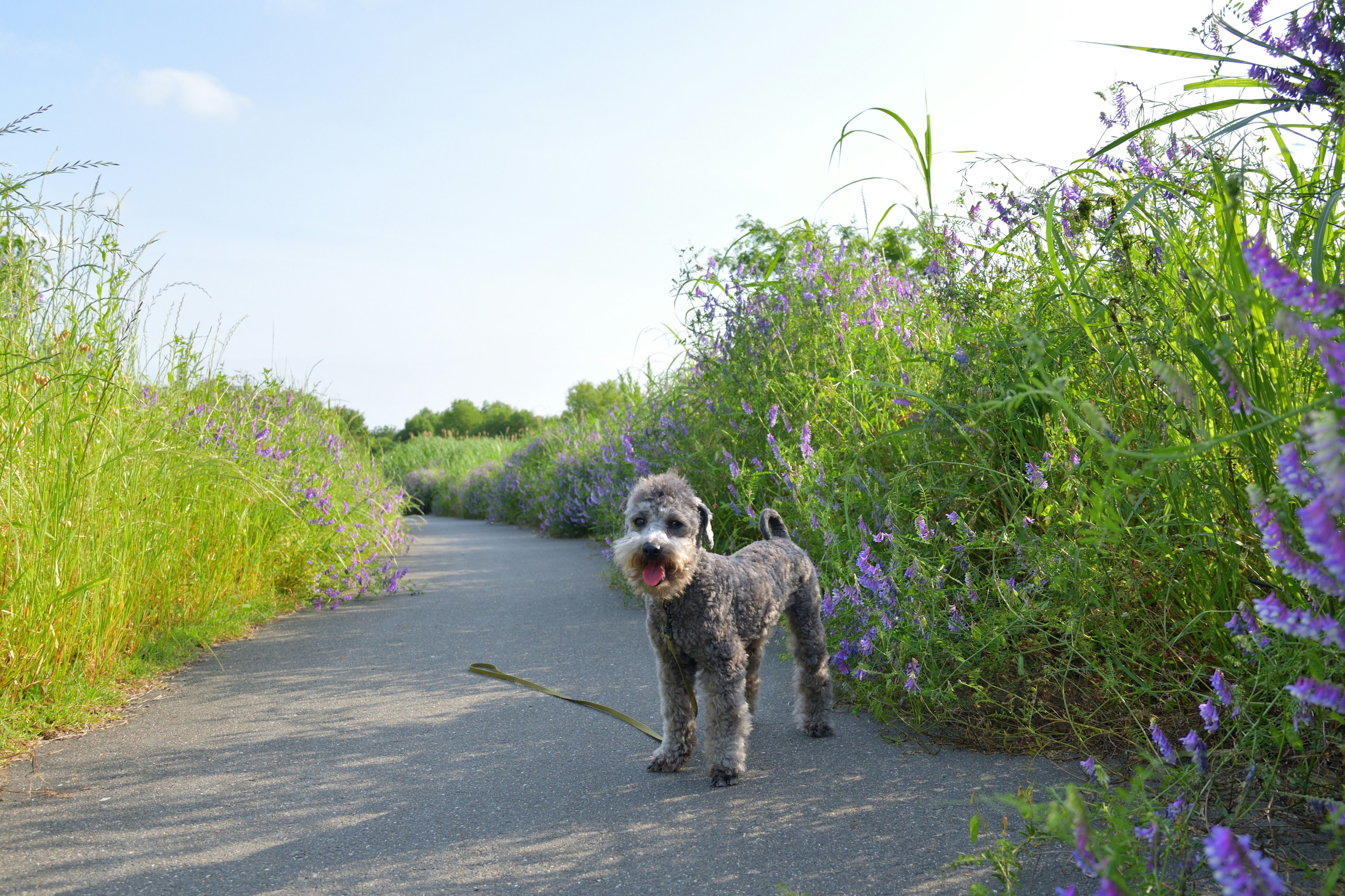 道を歩く犬と紫の花々の風景