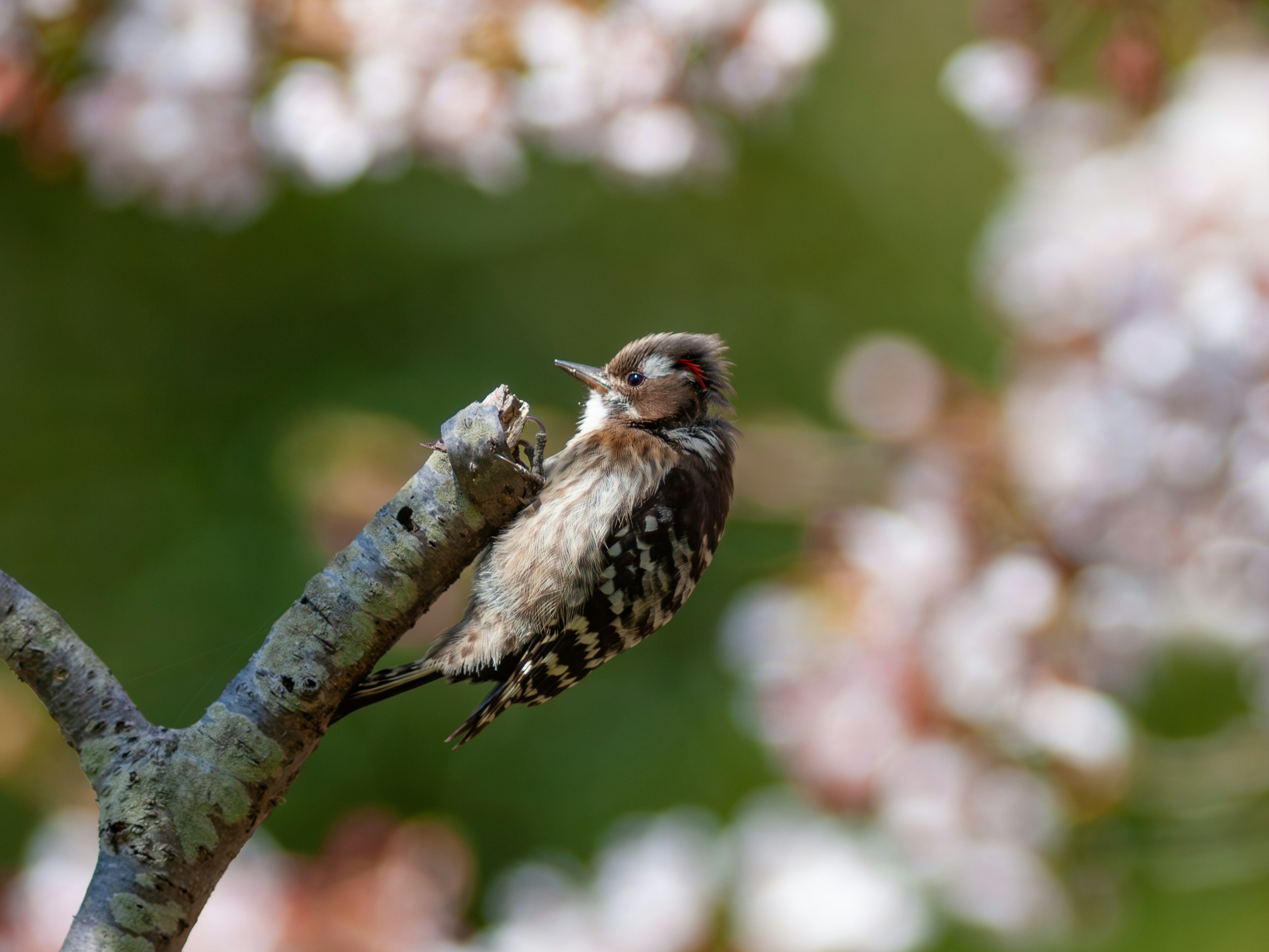 Un petit oiseau perché devant des cerisiers en fleurs