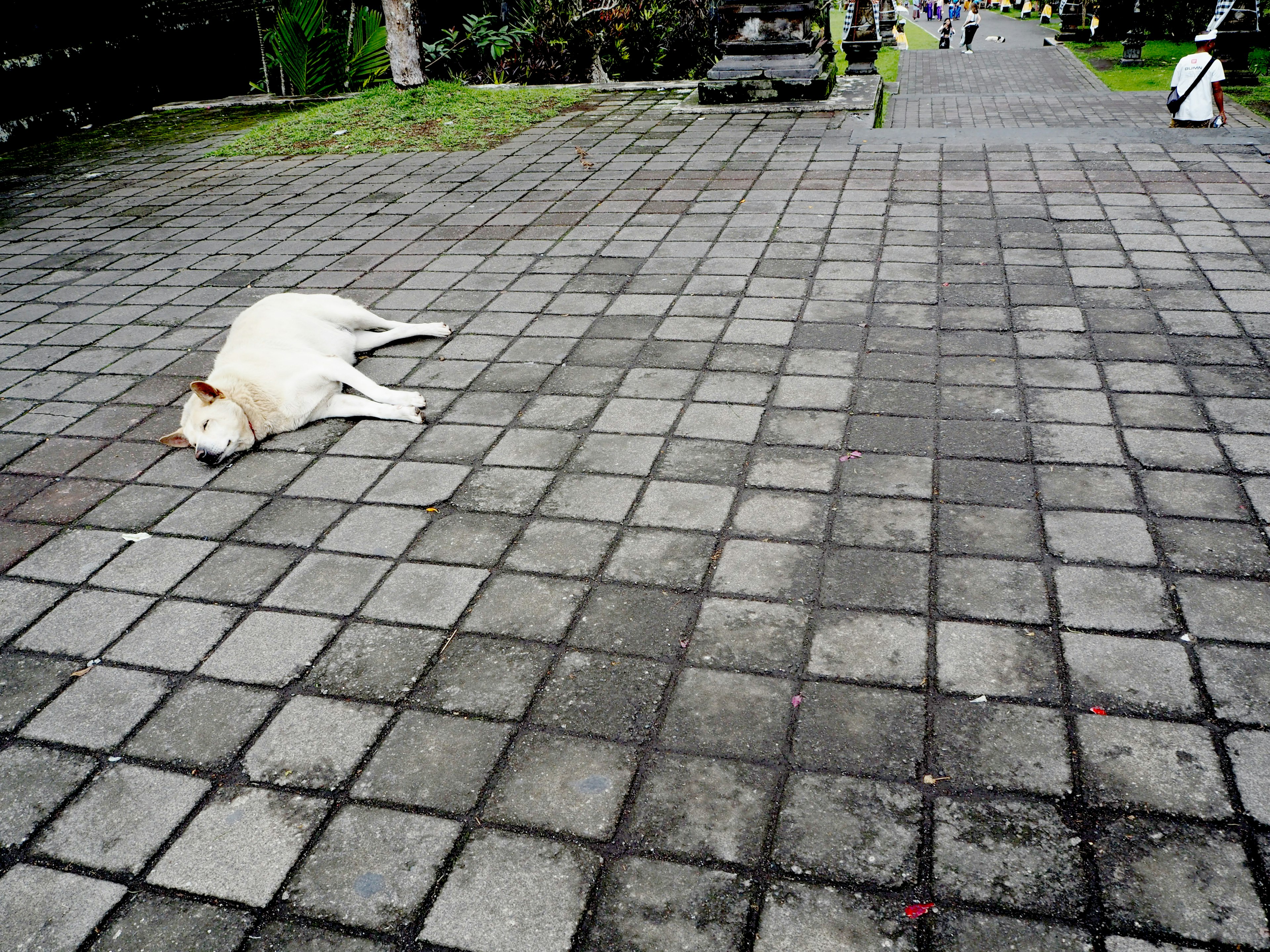 A white dog lying on a paved path with a green background