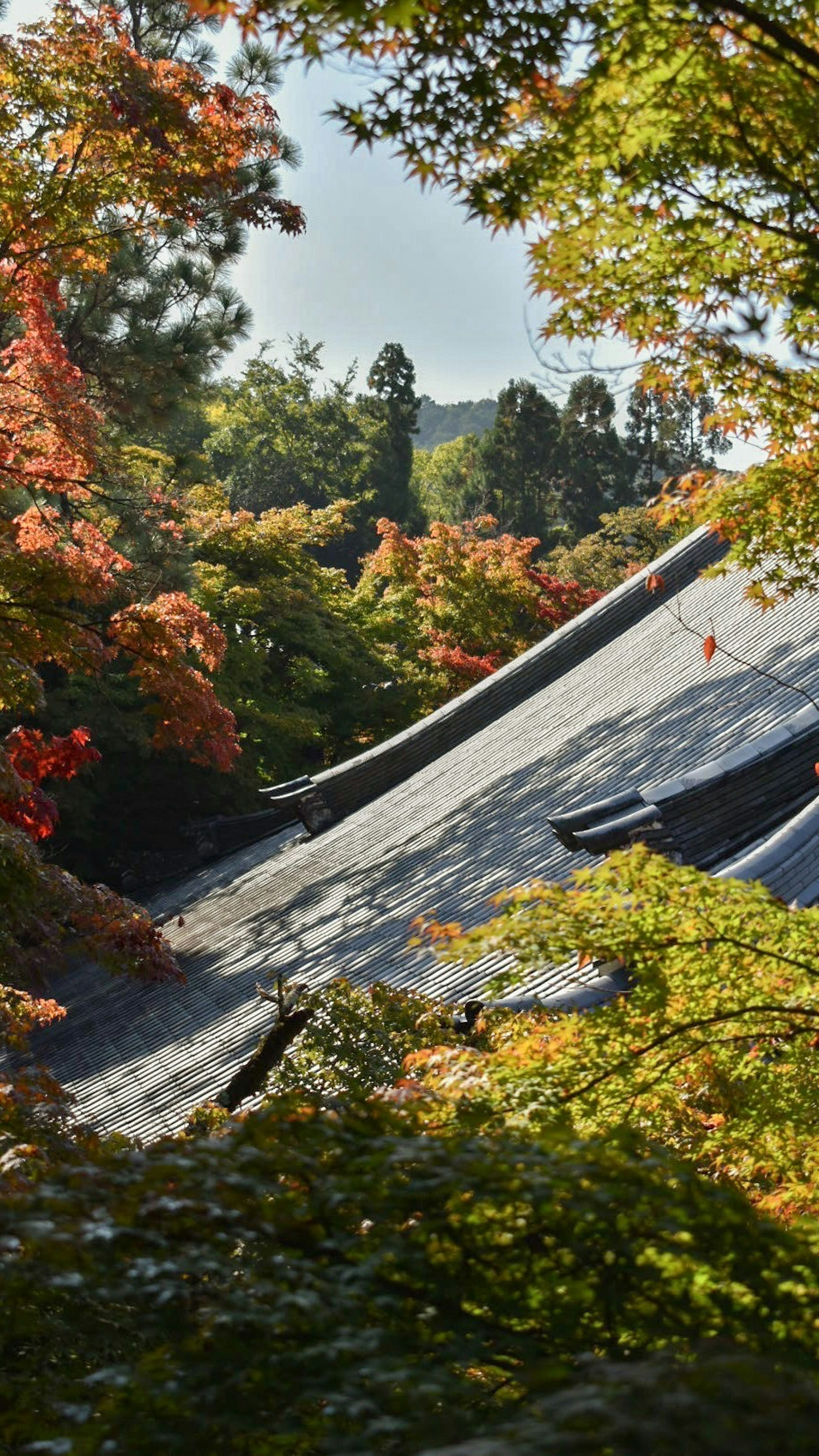 美しい秋の葉に囲まれた伝統的な日本の屋根