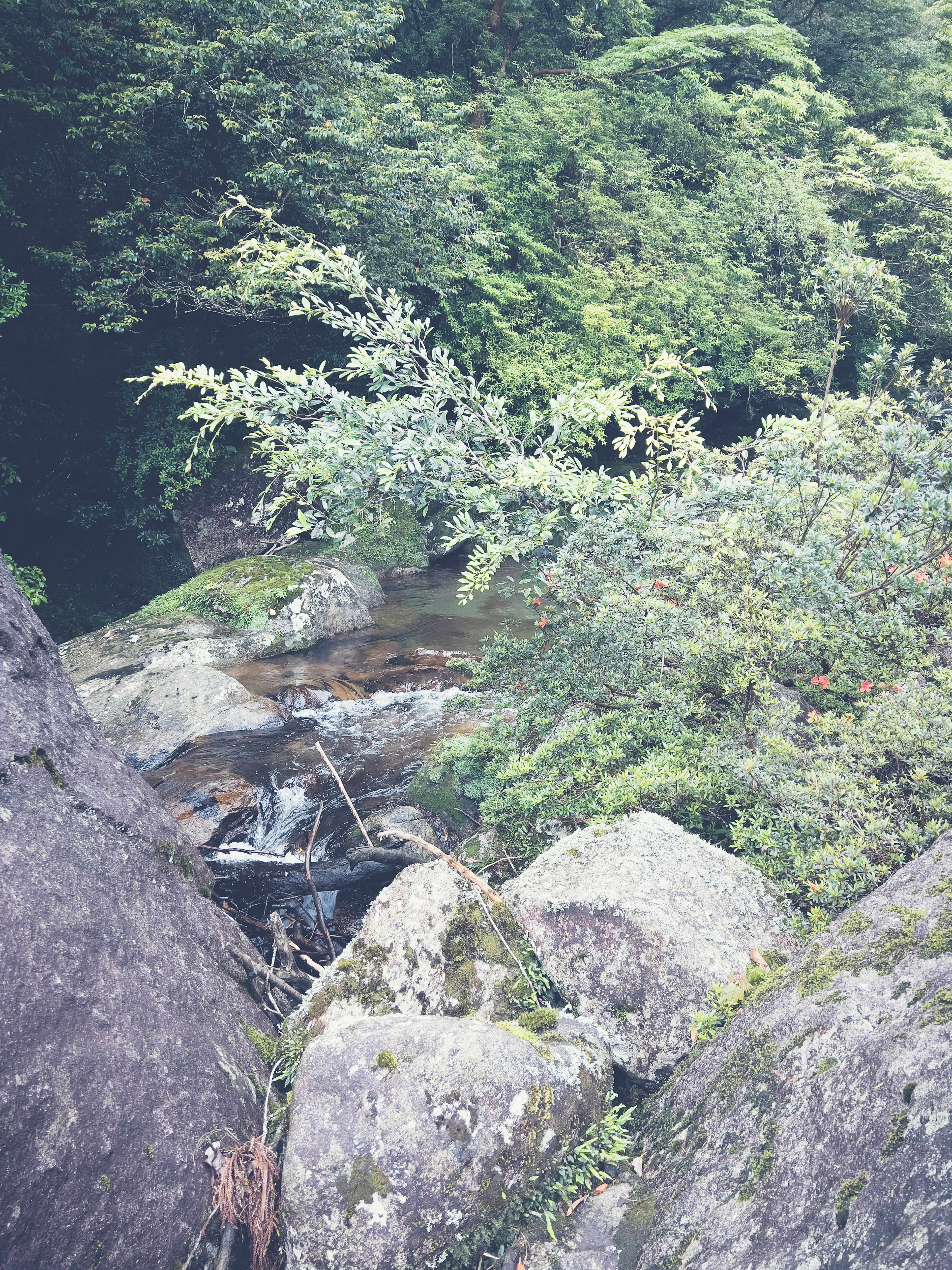 Una vista de un arroyo y vegetación exuberante entre rocas