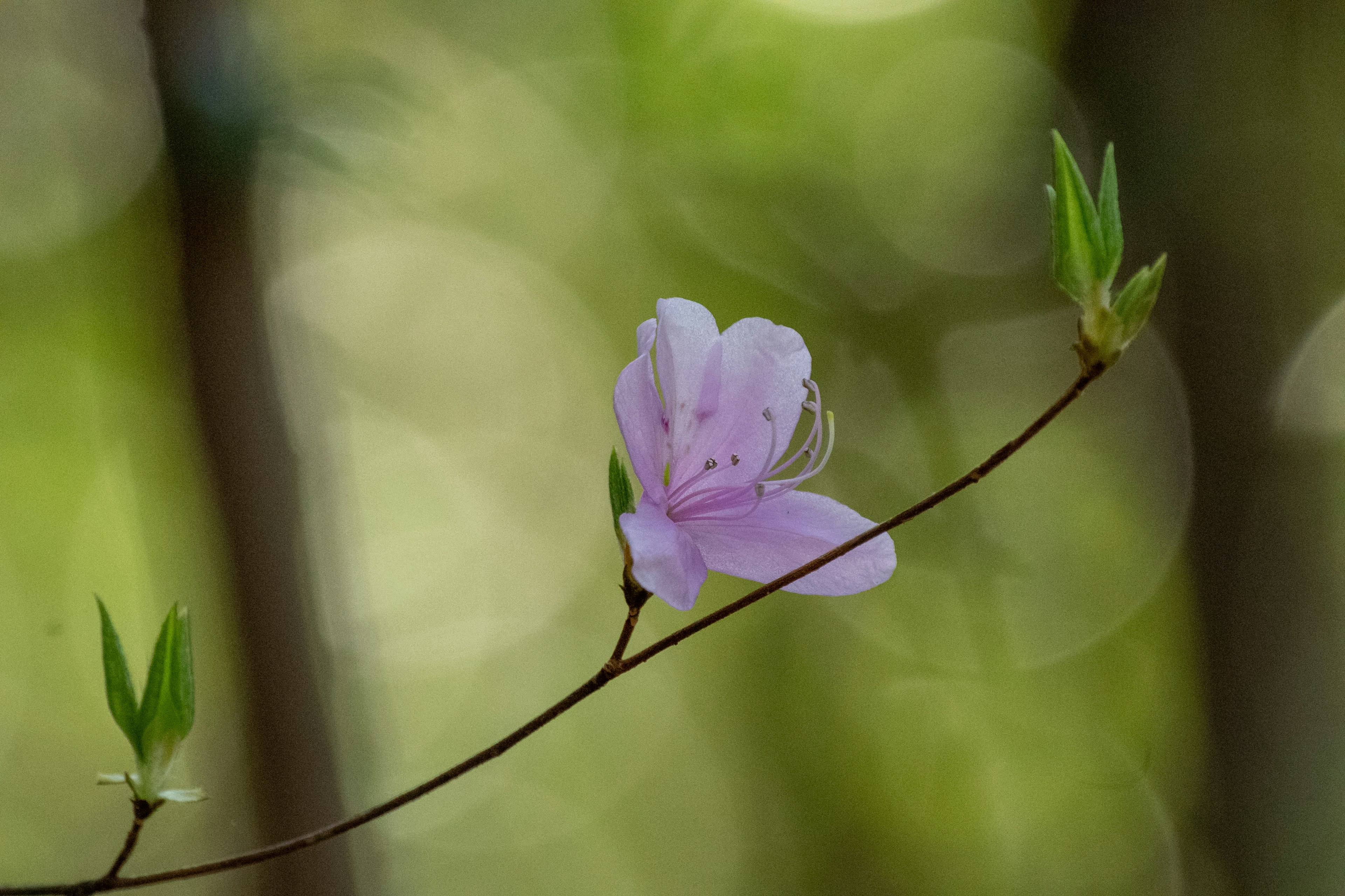 Un delicato fiore rosa con foglie verdi su uno sfondo verde sfocato