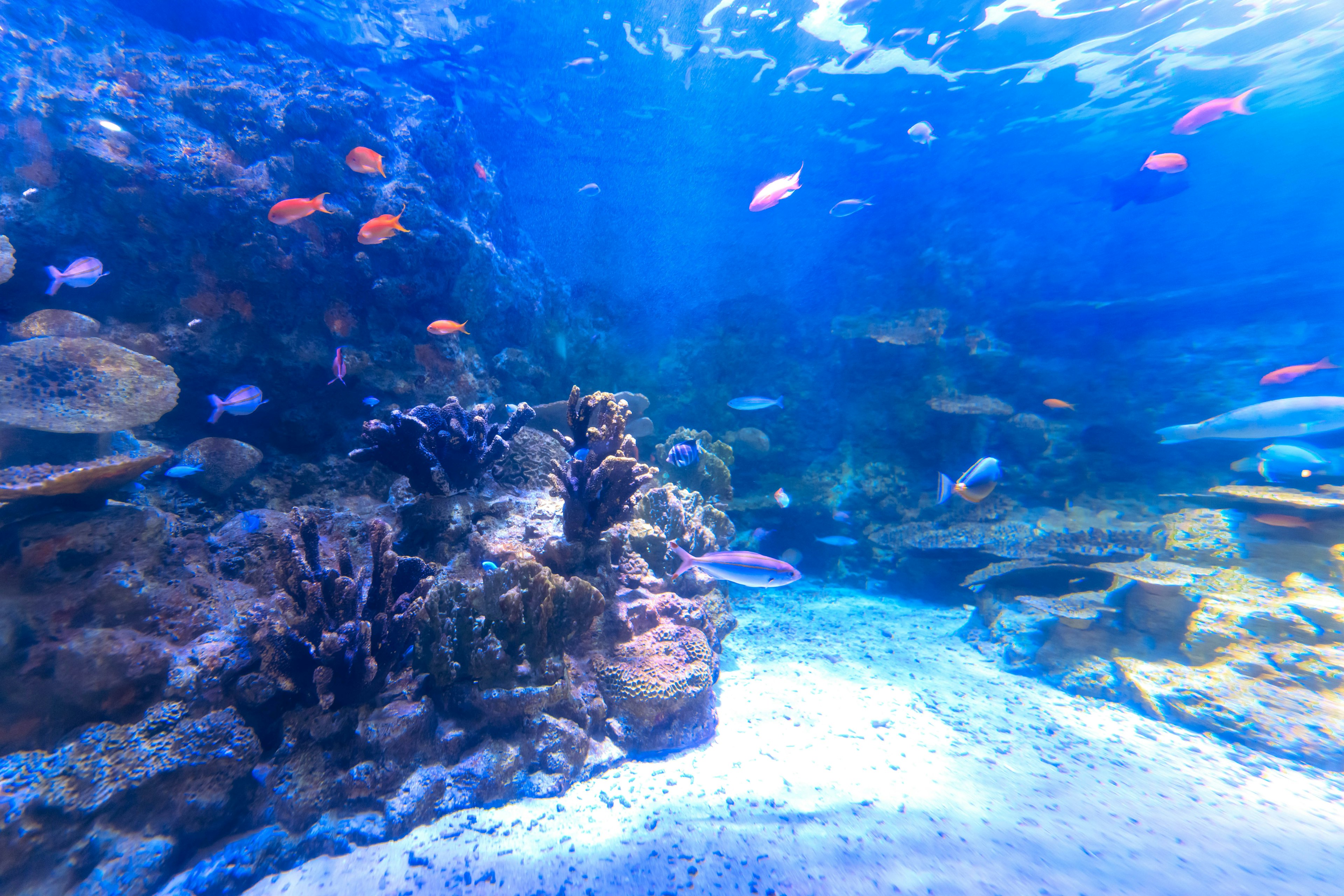 青い海の中で泳ぐカラフルな魚たちとサンゴ礁の風景