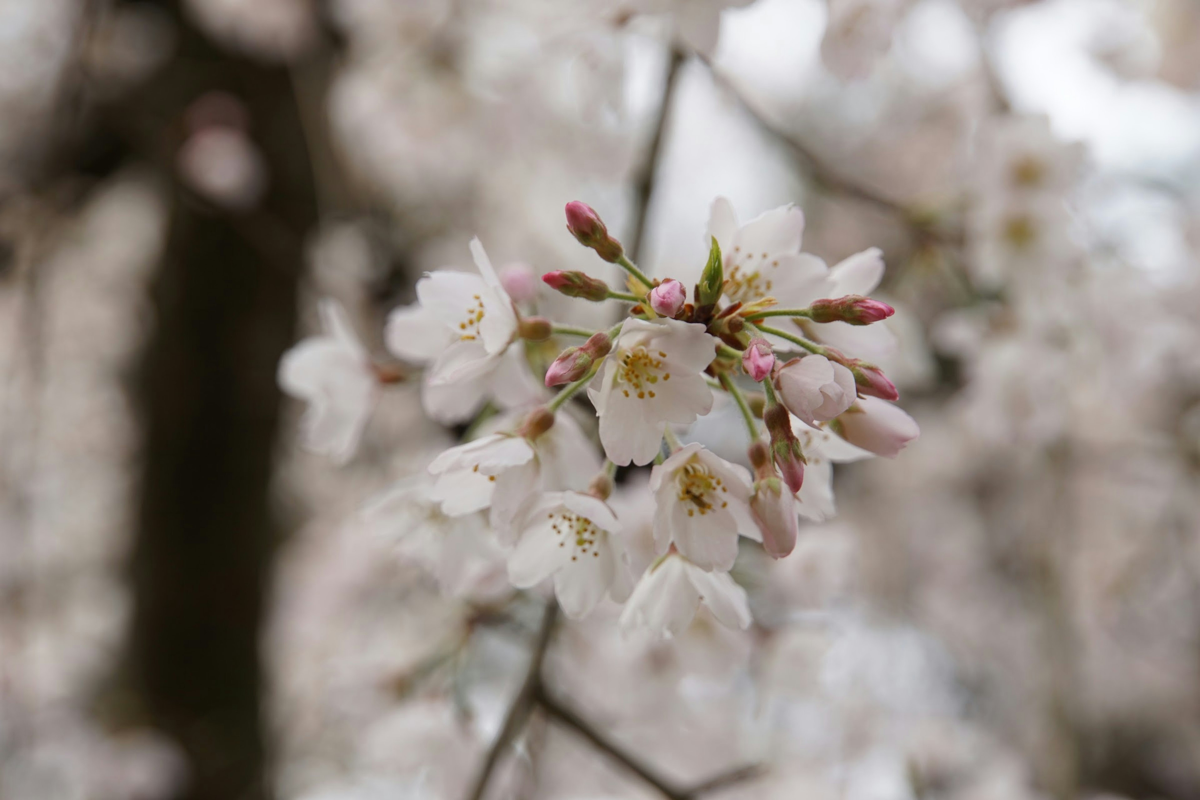 Close-up bunga sakura yang mekar