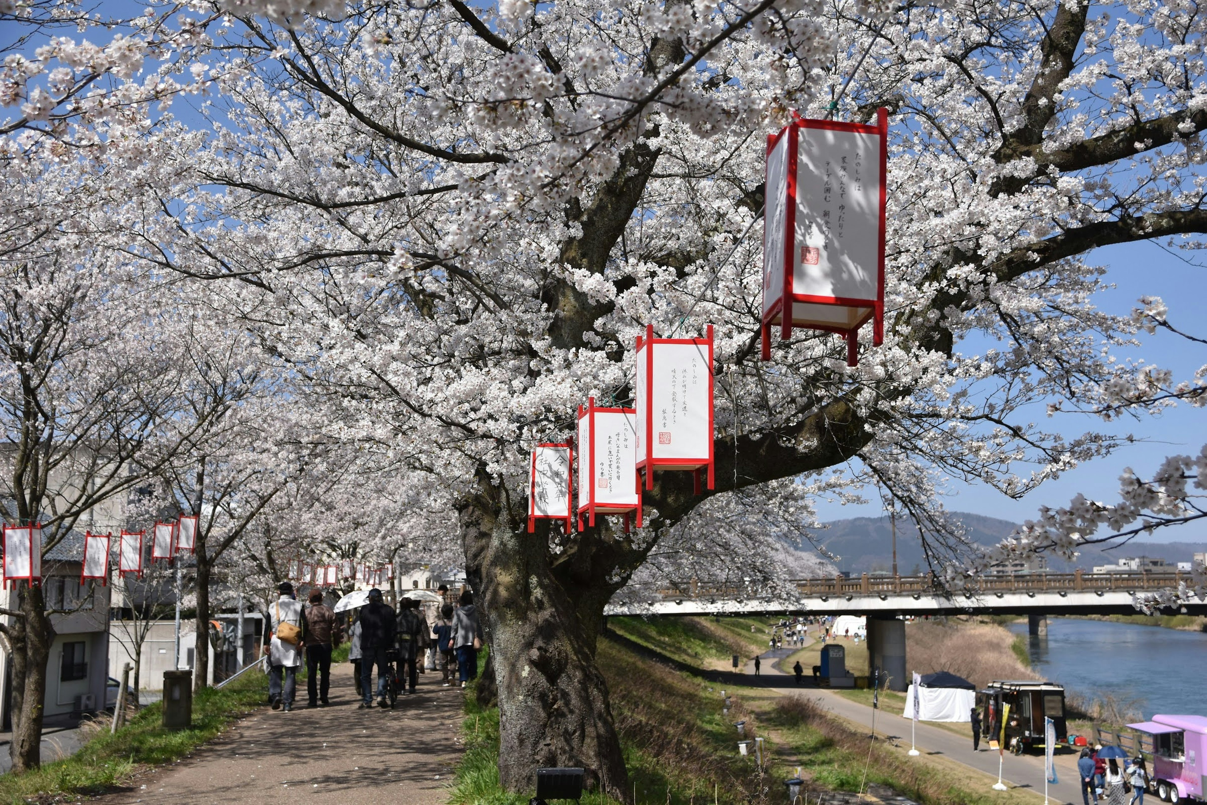 Albero di ciliegio in piena fioritura con lanterne rosse lungo il fiume