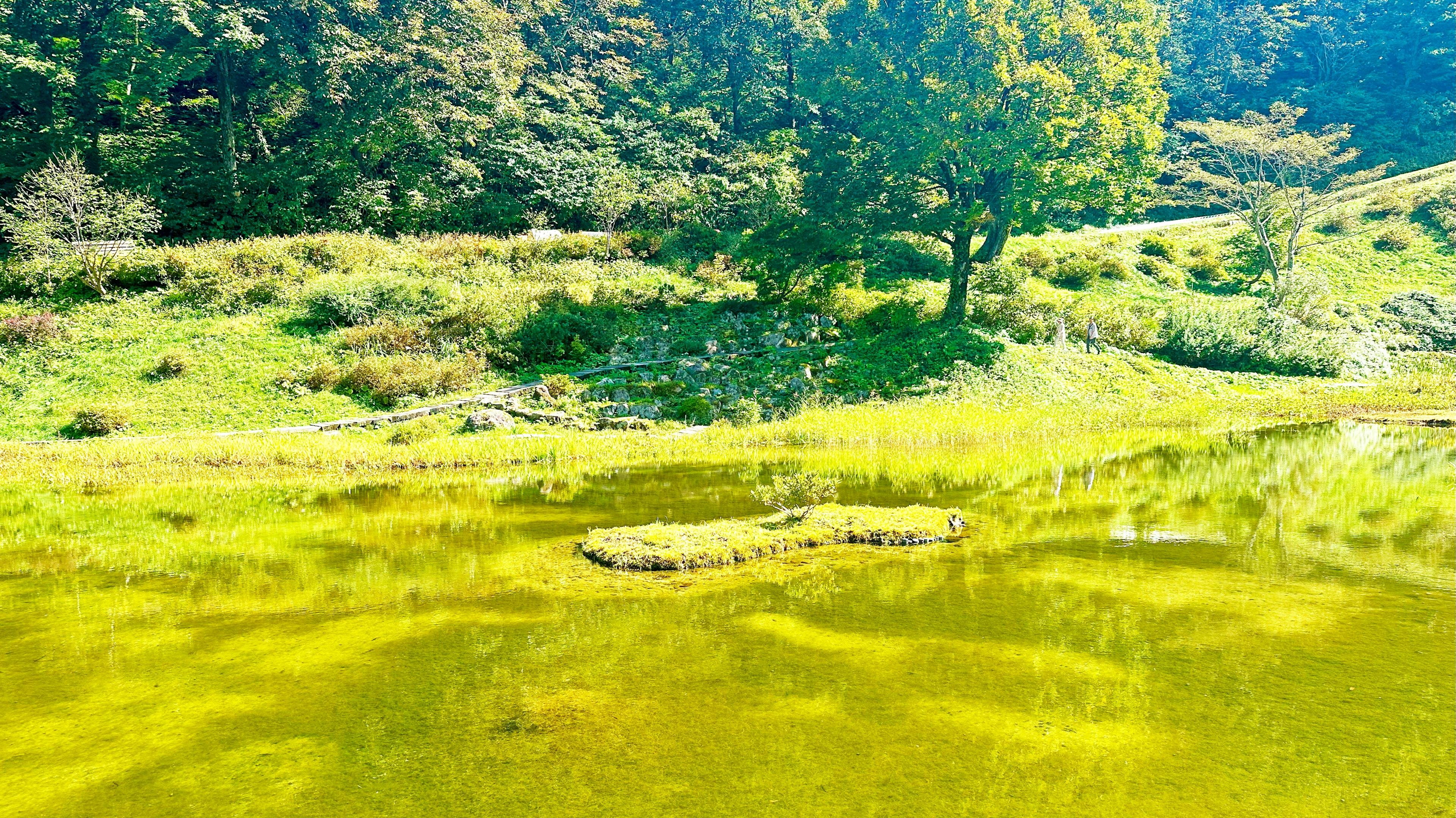 緑色の水面と木々の景色が広がる自然の風景