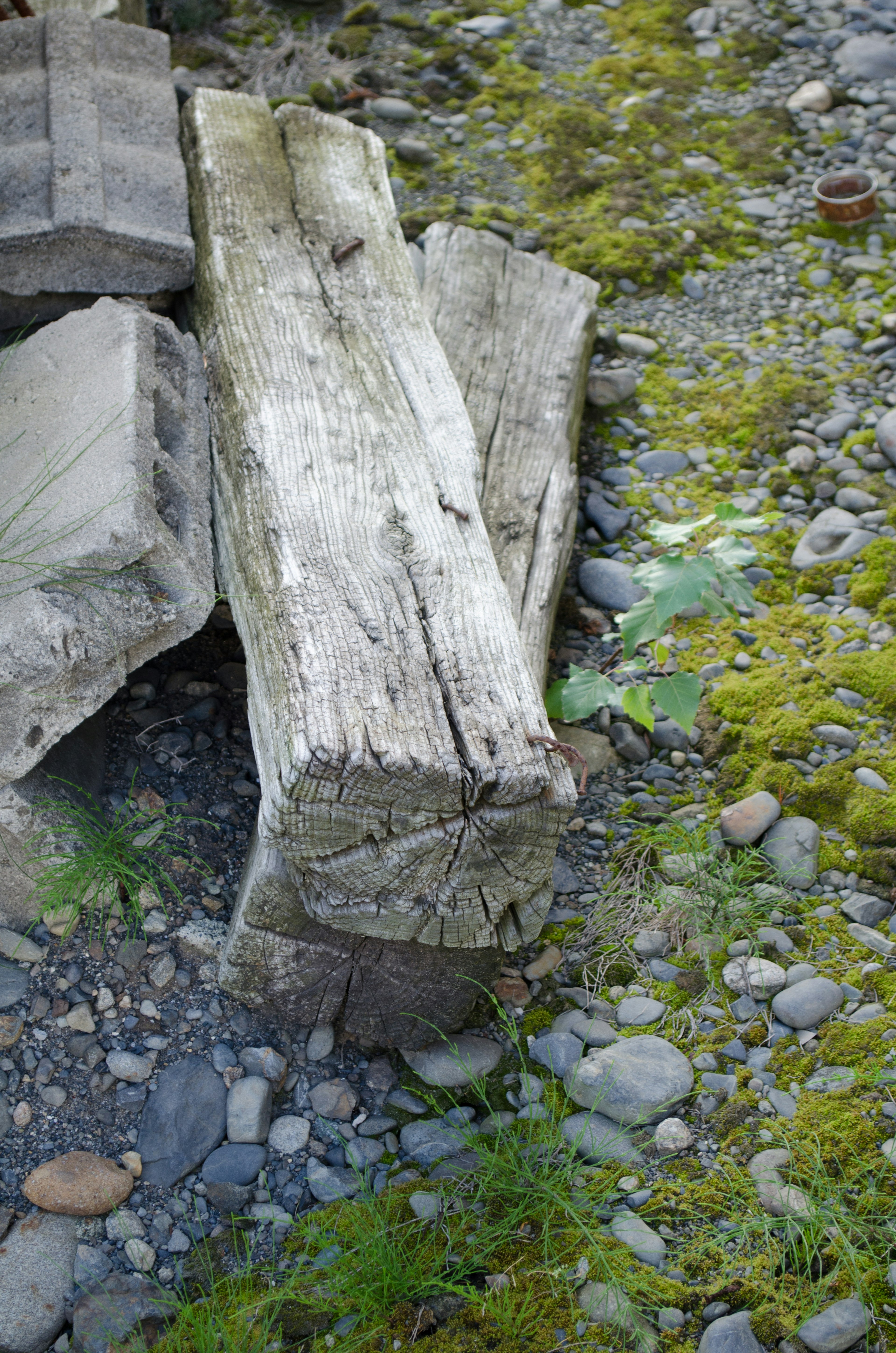 Weathered wooden logs resting on gravel with patches of green moss