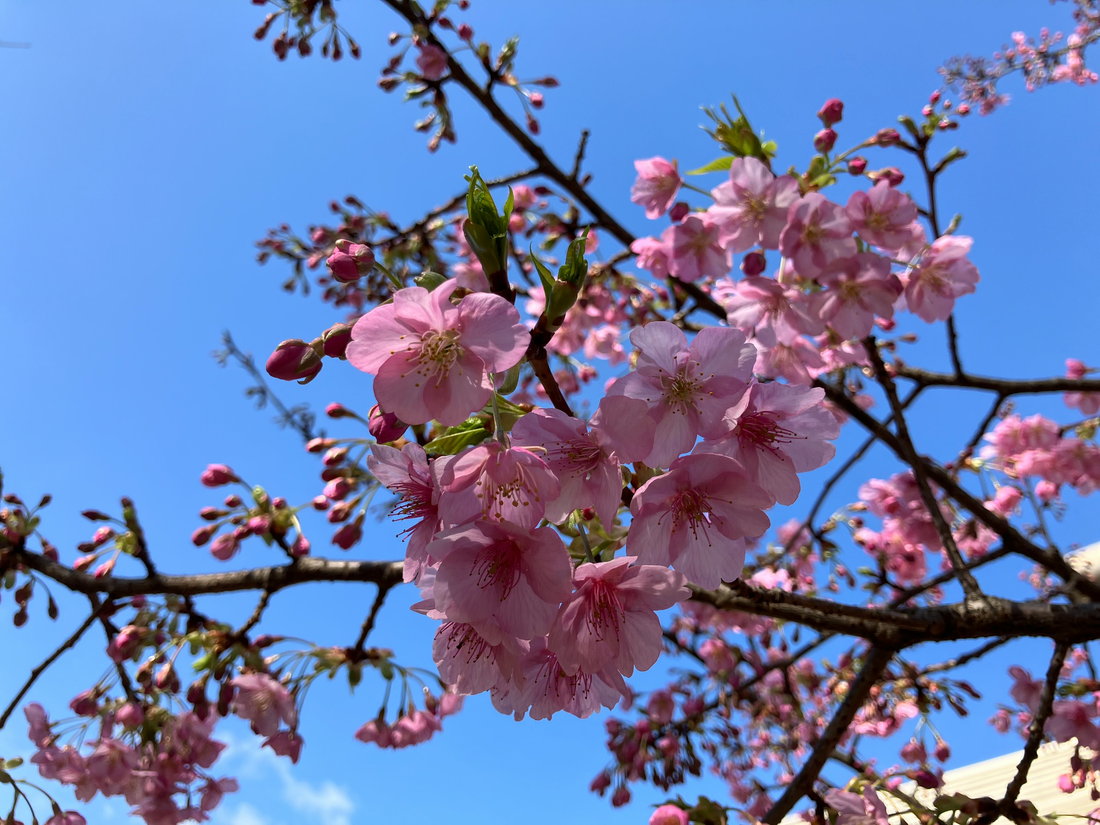 Vibrant pink cherry blossoms and buds under a blue sky