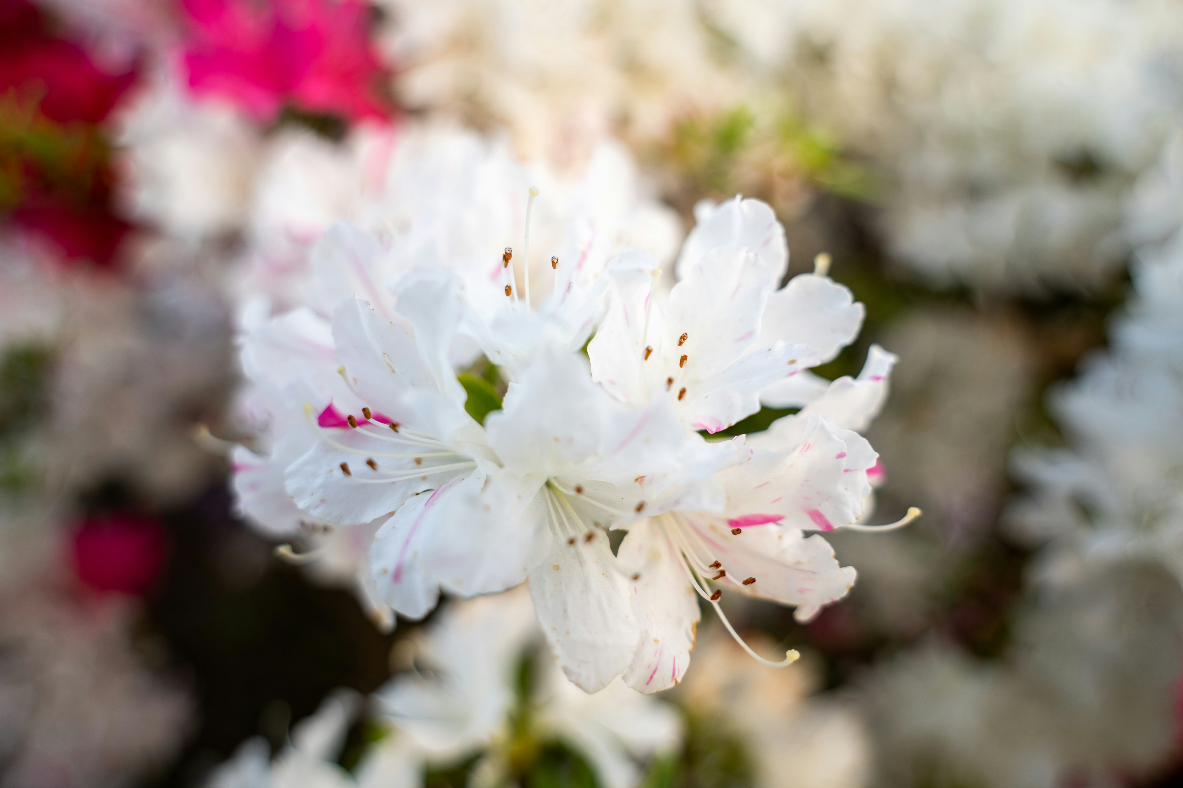 Nahaufnahme einer weißen Blume mit buntem Hintergrund