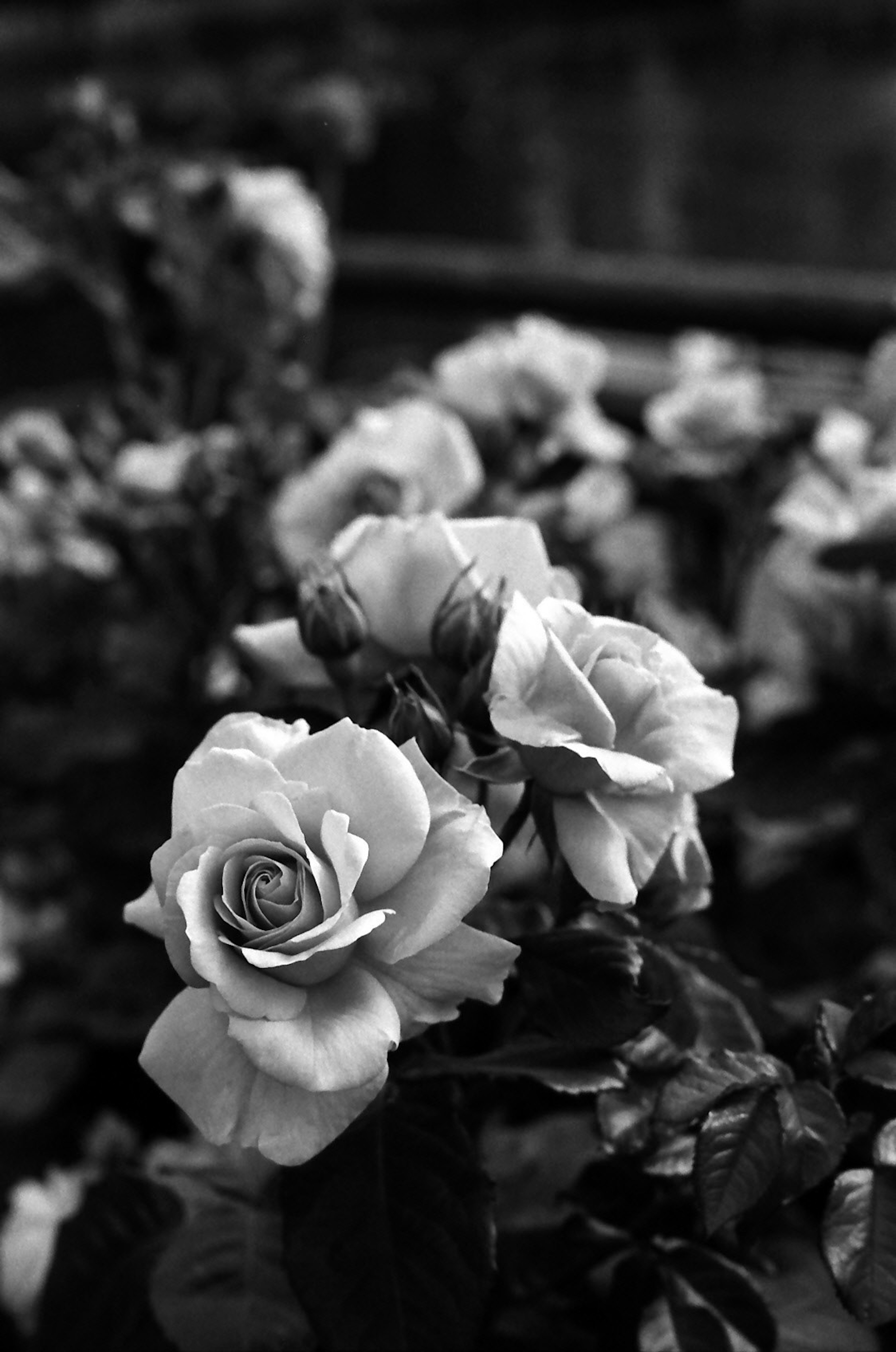 Primer plano de rosas en blanco y negro con botones visibles