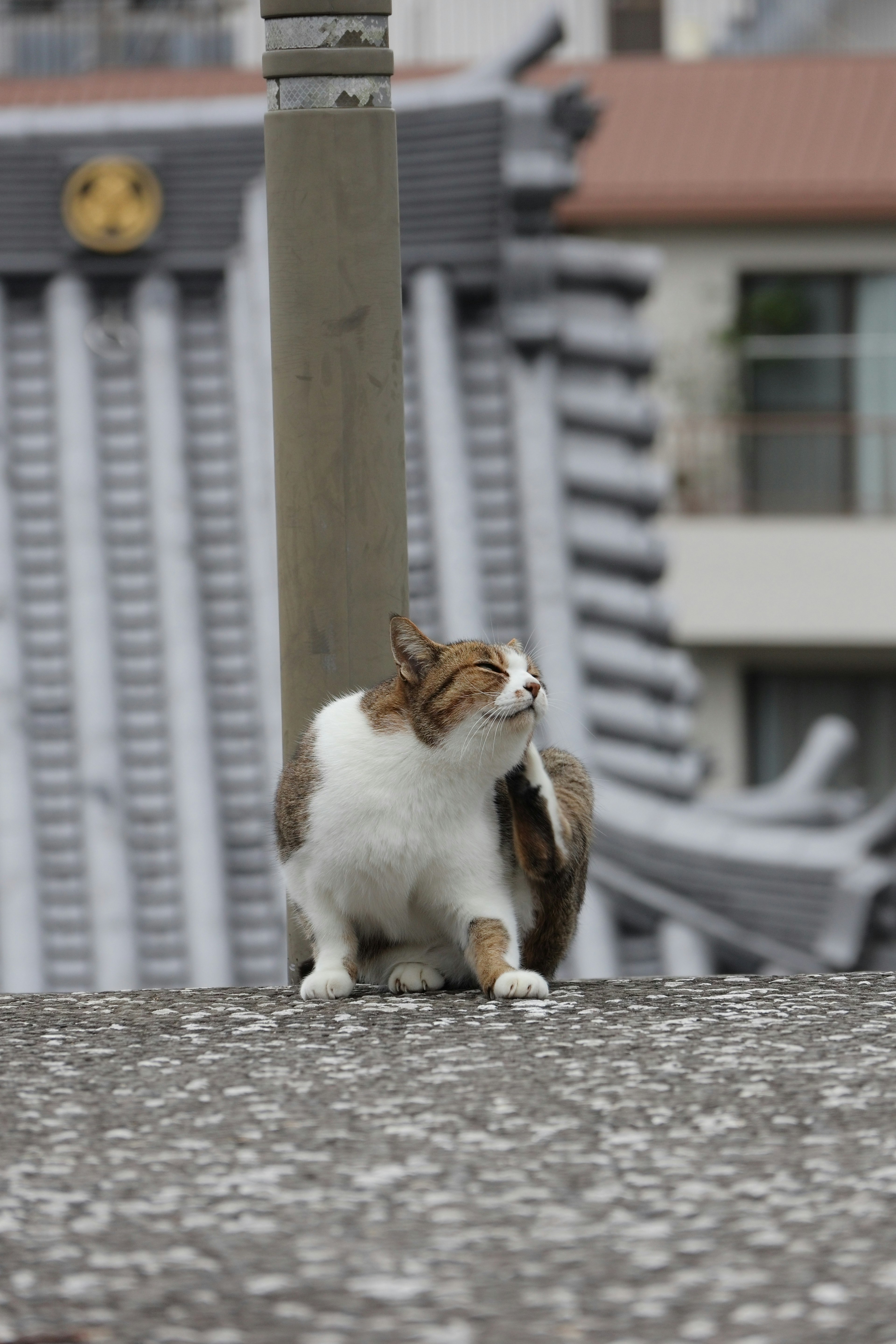 Seekor kucing yang melihat ke belakang di lingkungan perkotaan dengan bangunan di latar belakang