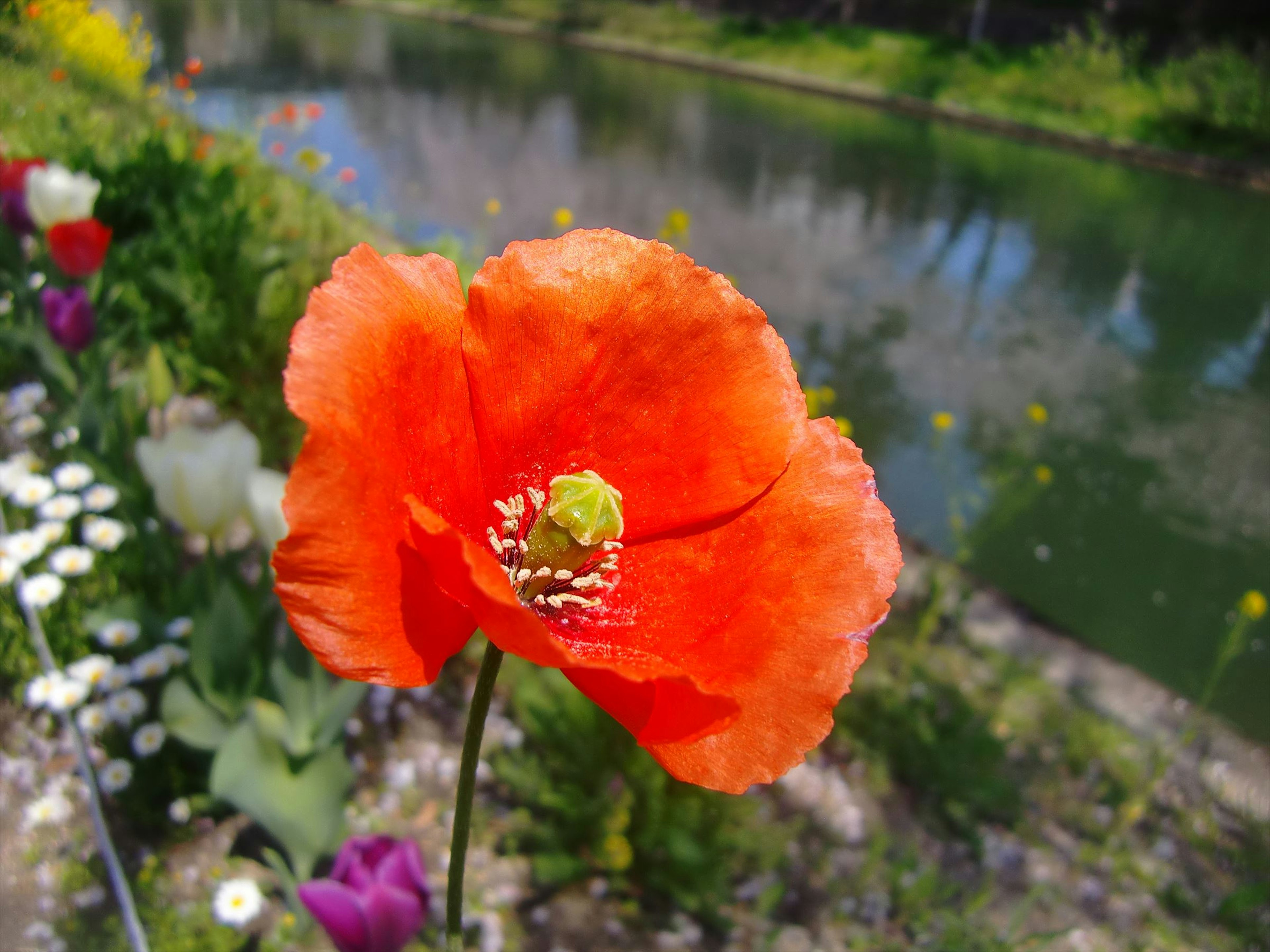 Un vibrante fiore di papavero arancione che fiorisce vicino all'acqua