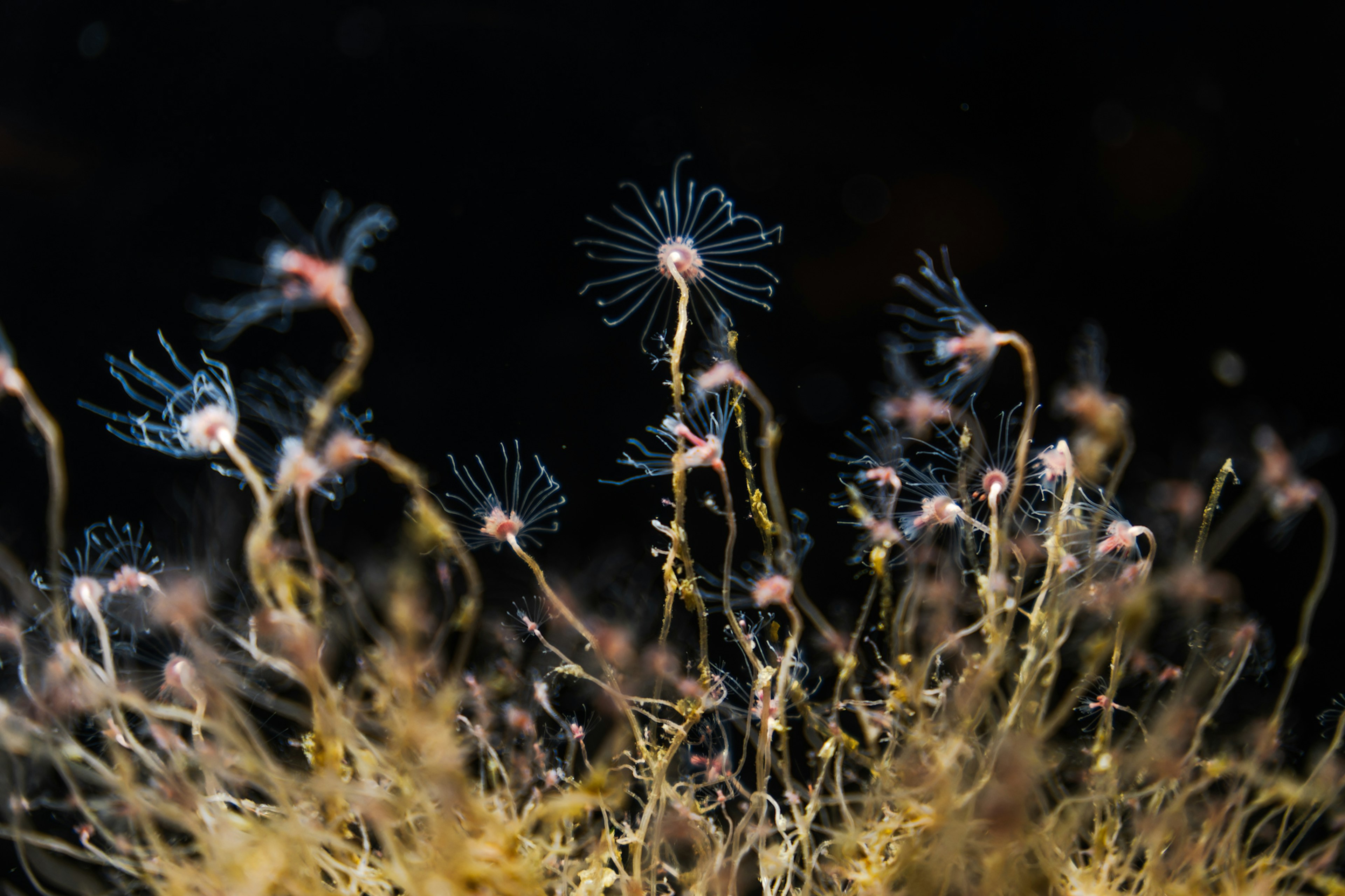 A cluster of delicate underwater organisms against a dark background