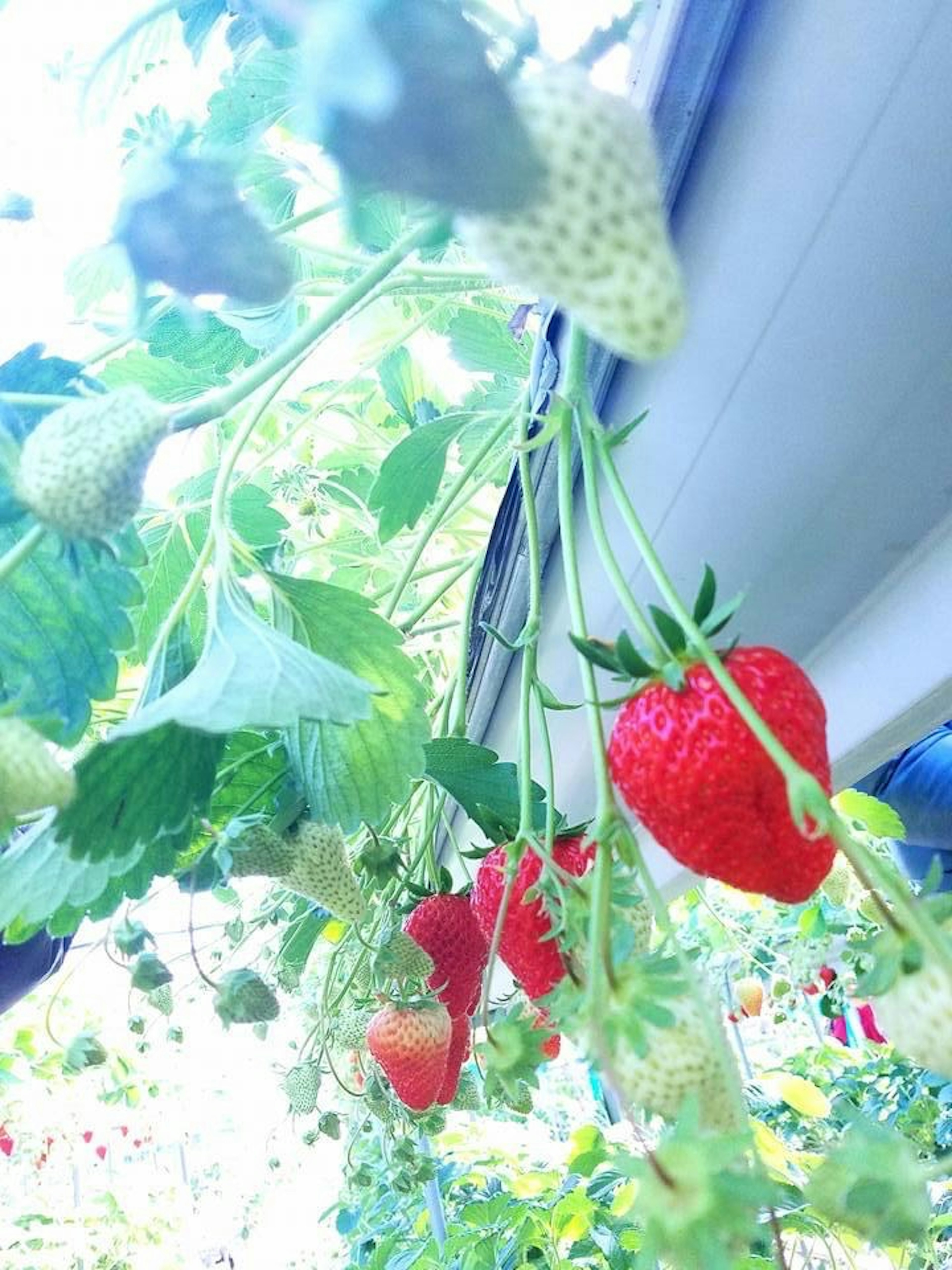 Photo of strawberry plants with red strawberries and green leaves