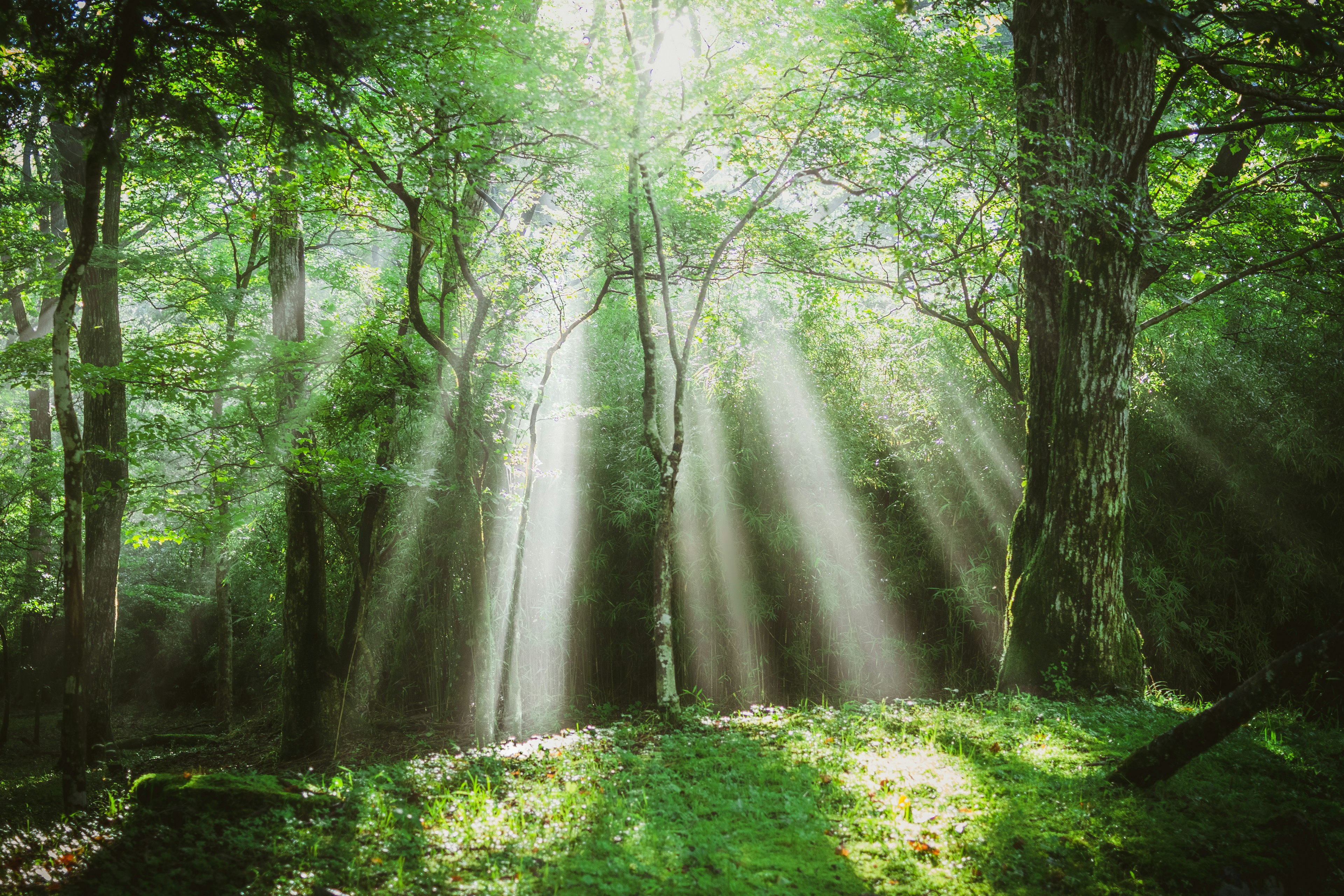 Rayons de lumière filtrant à travers une forêt verdoyante