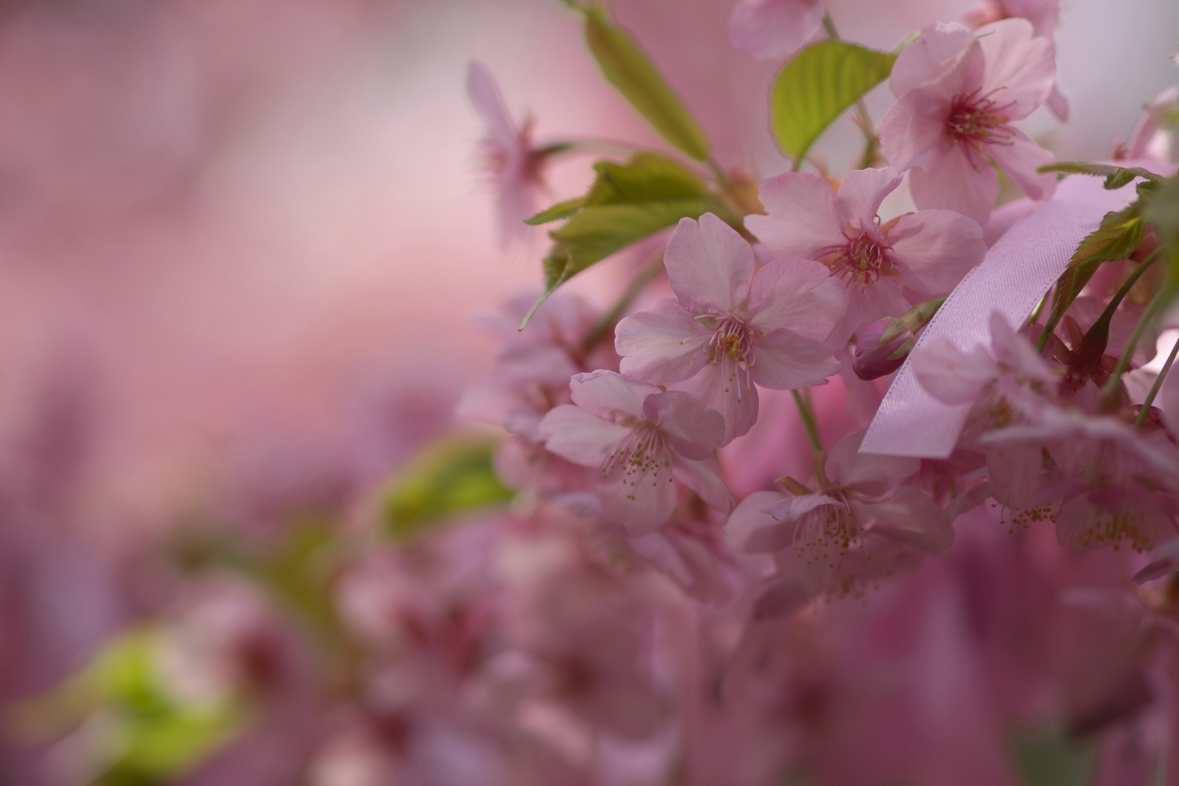 Hermoso paisaje de flores de cerezo en flor