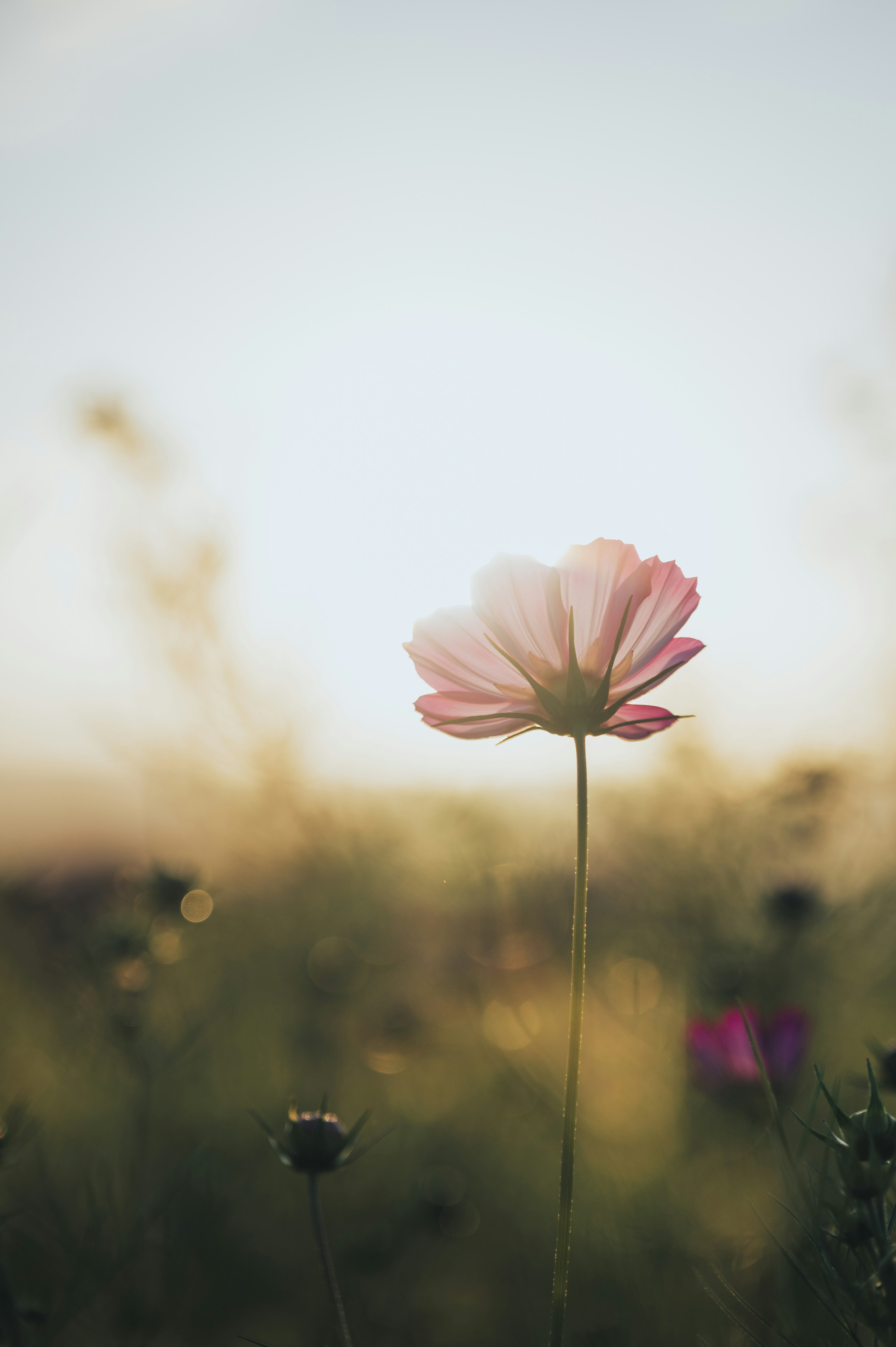 夕日に照らされたピンクの花が静かに立っている