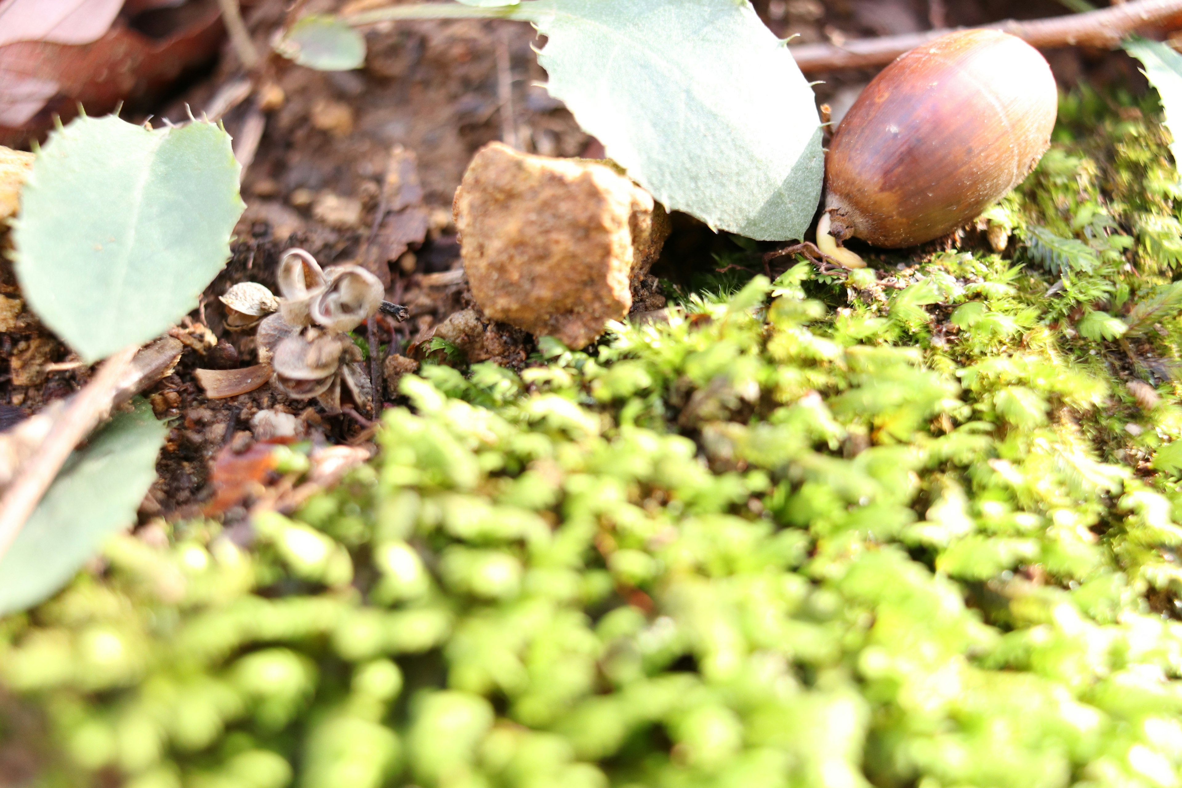 Escena natural con musgo verde pequeñas plantas y una bellota