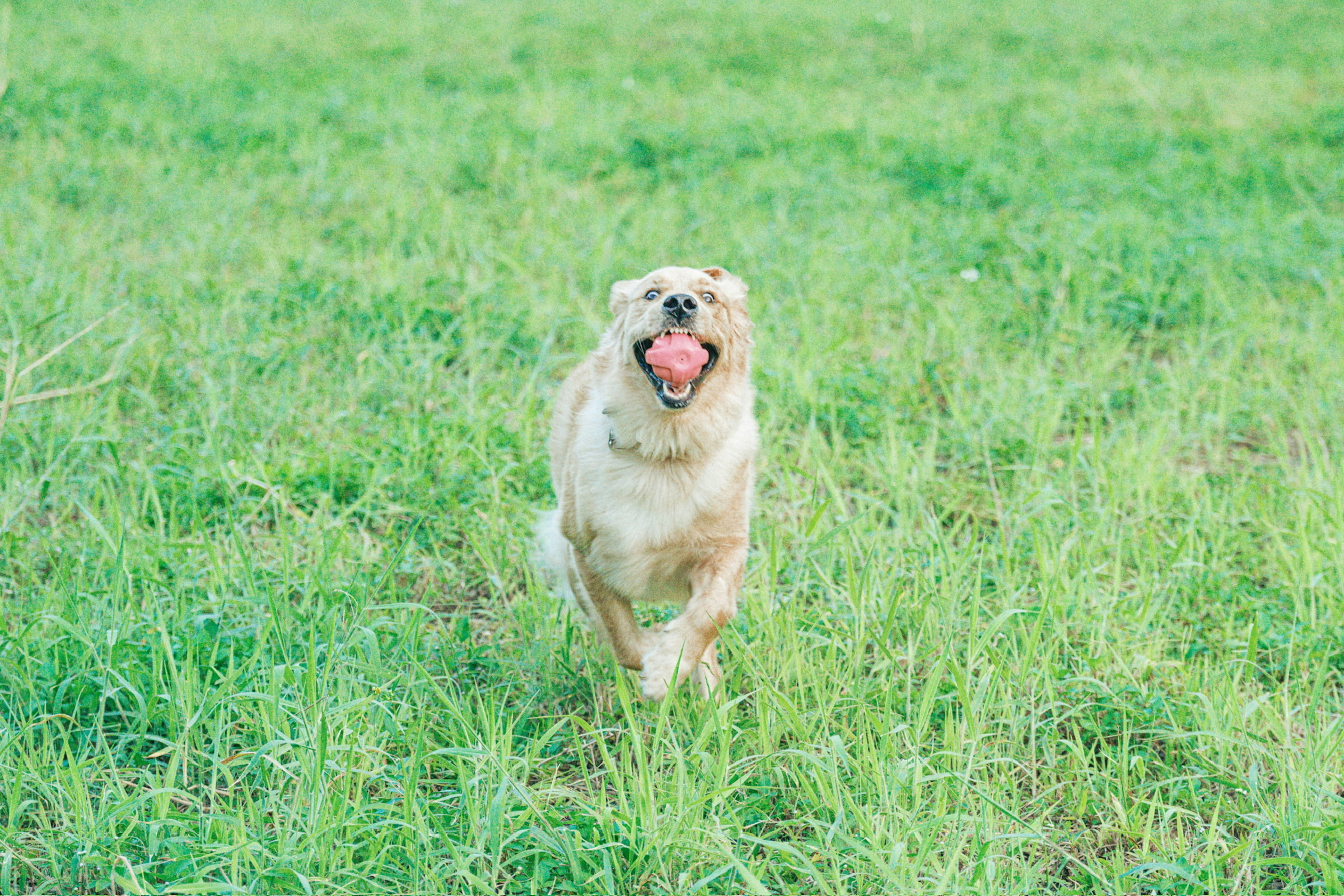 Anjing berlari di ladang hijau dengan bahagia memegang bola