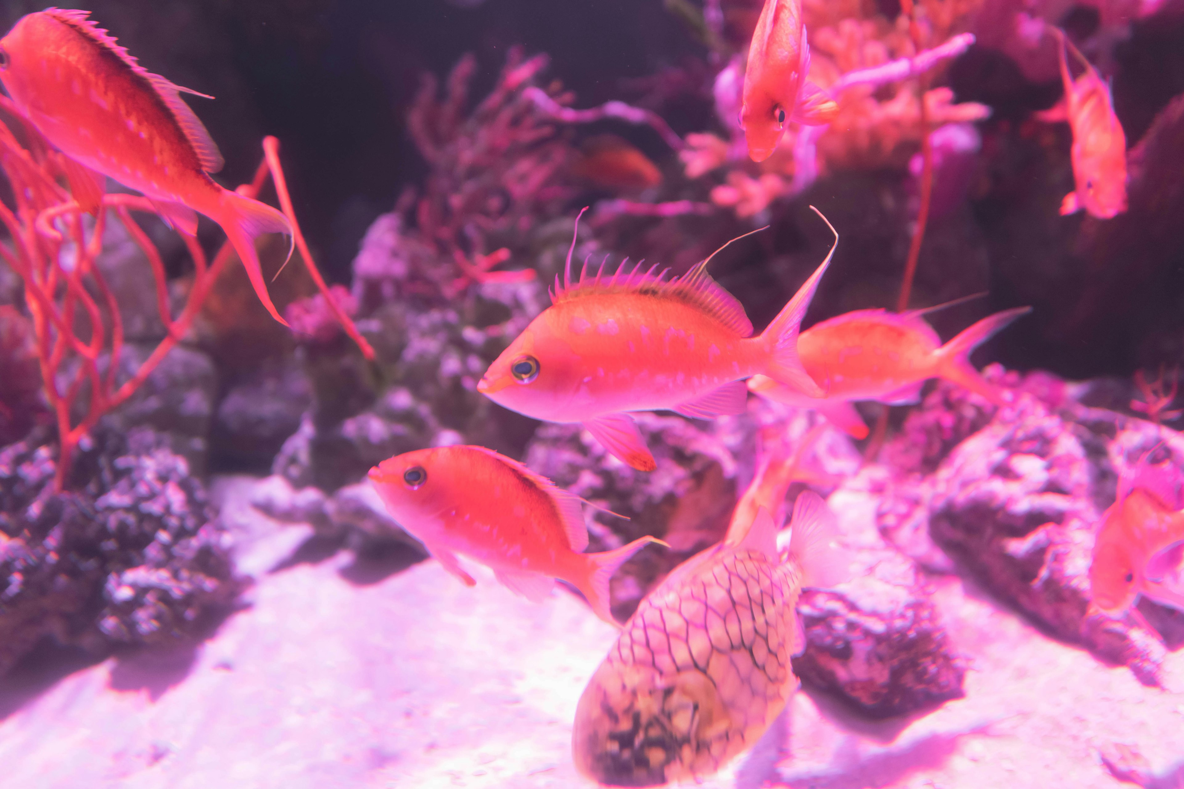 Pink fish swimming among colorful corals