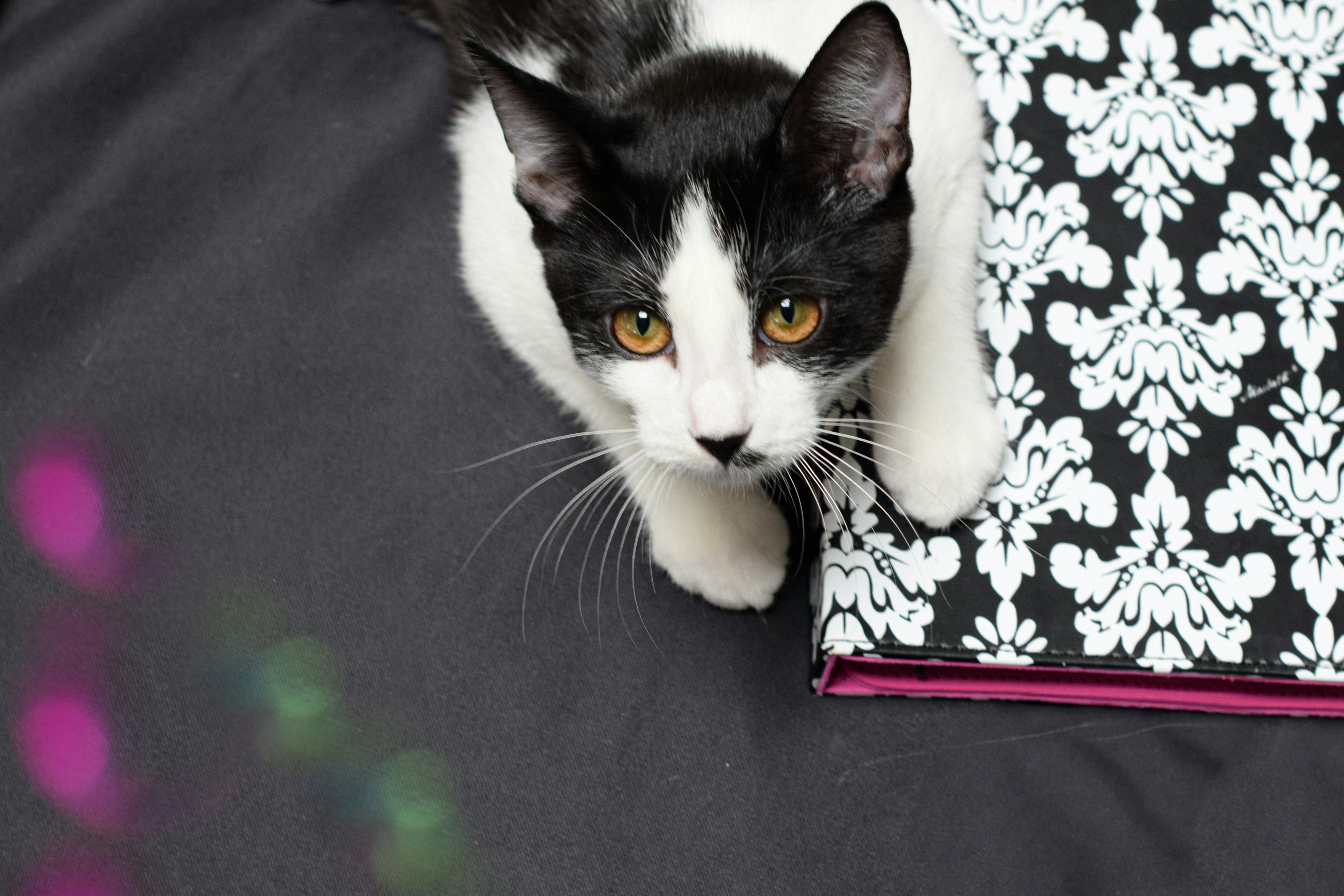 Chat noir et blanc assis sur un tissu noir