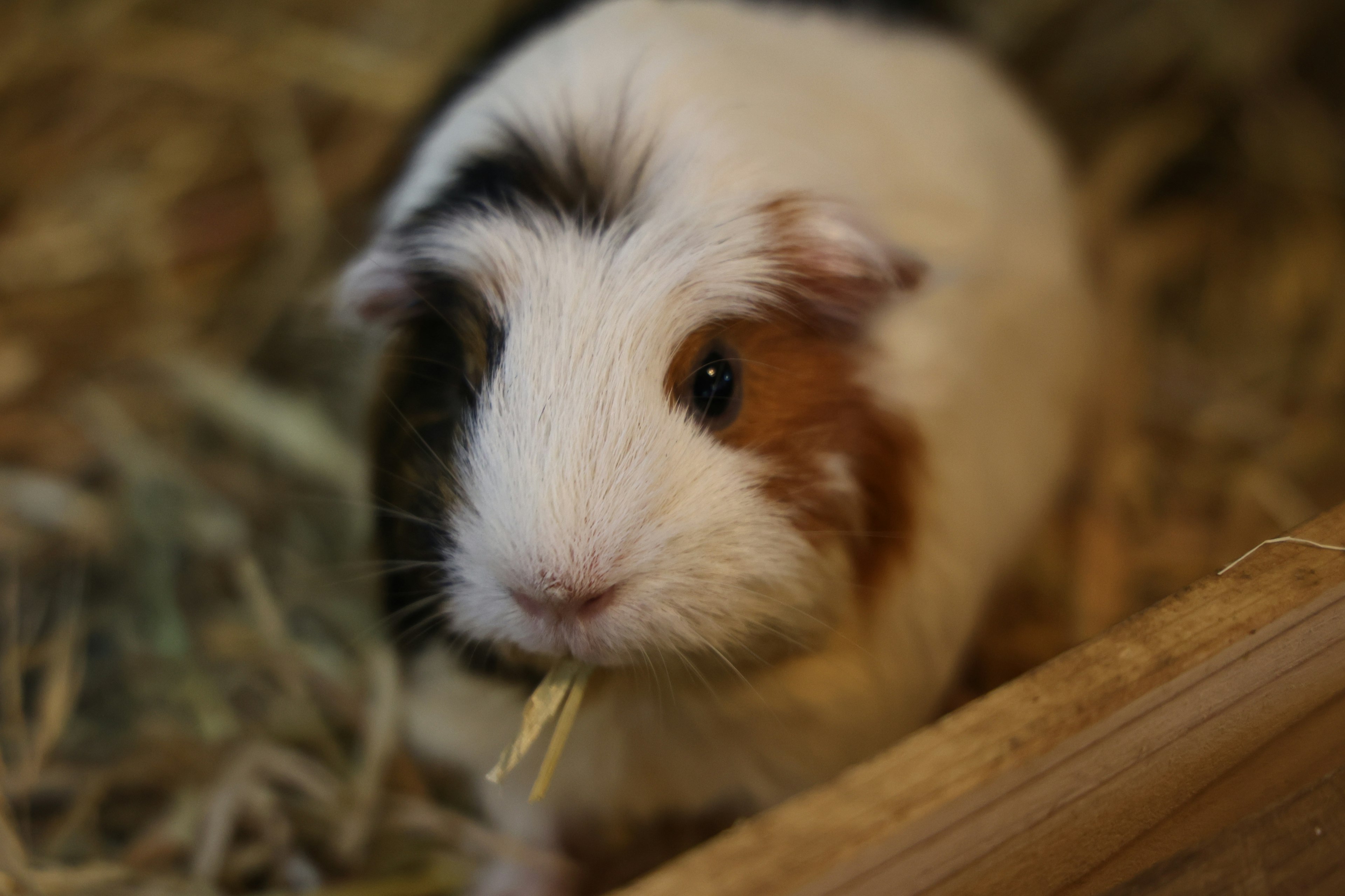 Seekor guinea pig lucu duduk di atas jerami