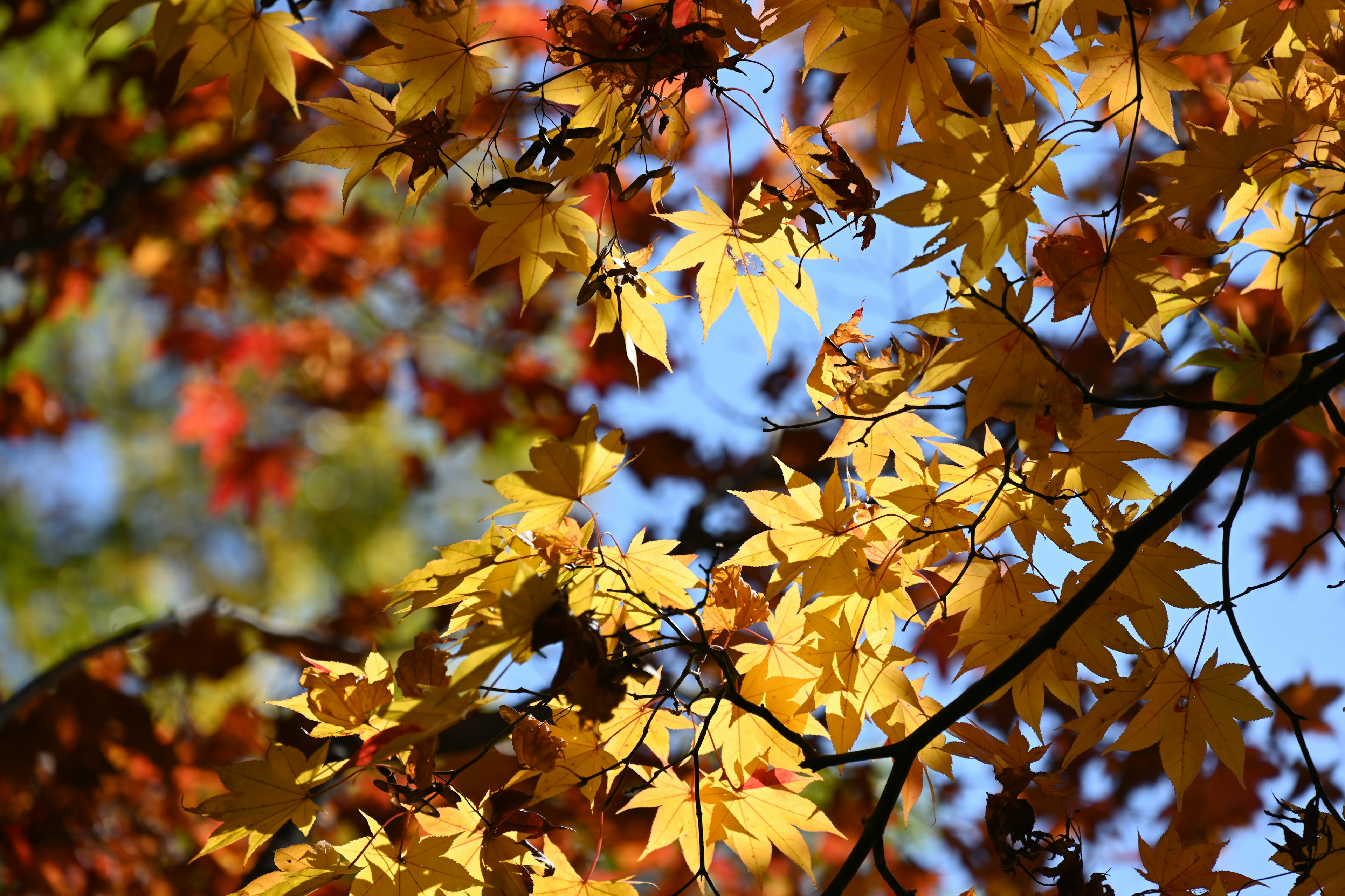 Gelbe Herbstblätter vor blauem Himmel