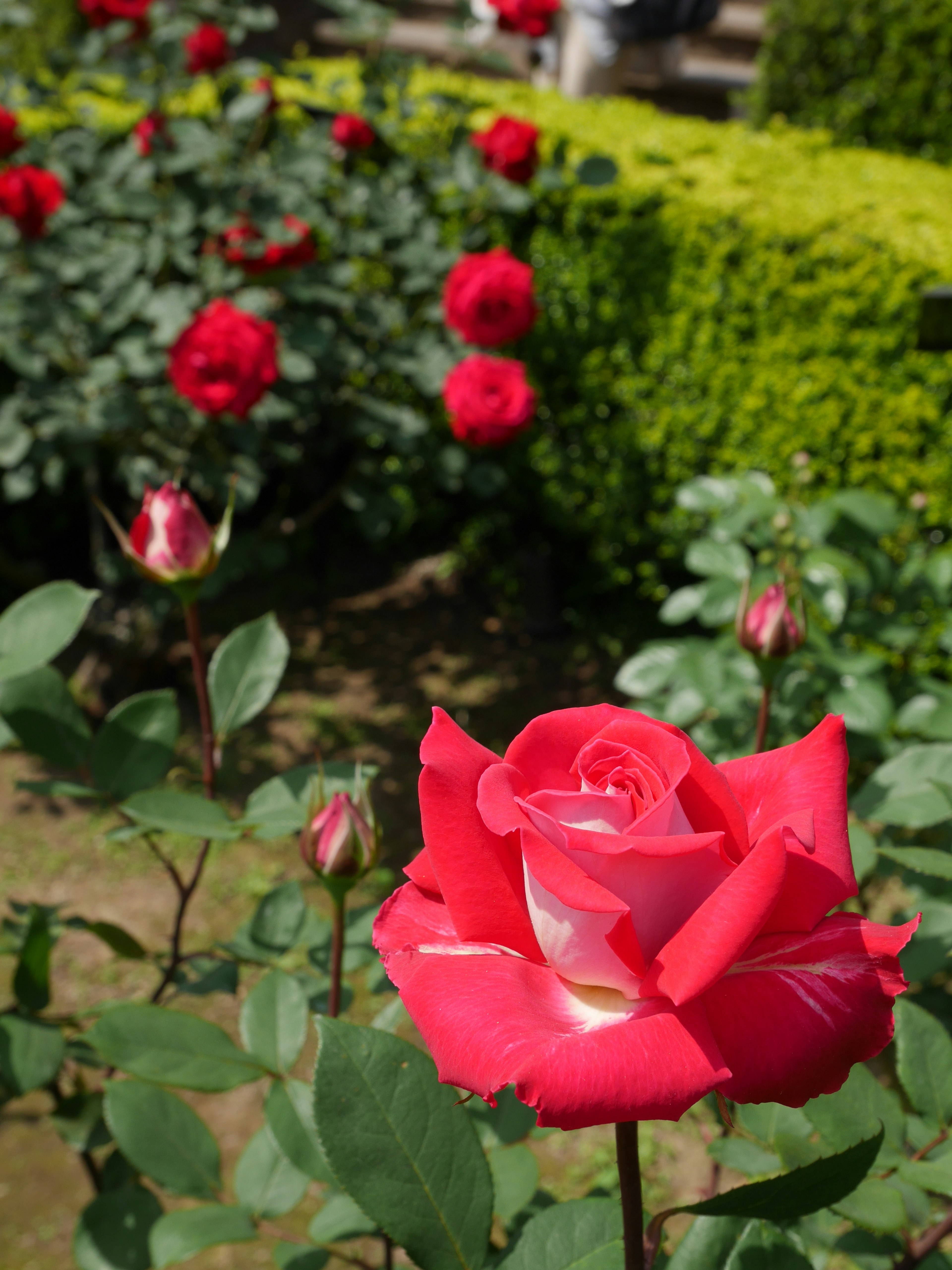 Una scena di giardino con rose rosse in fiore