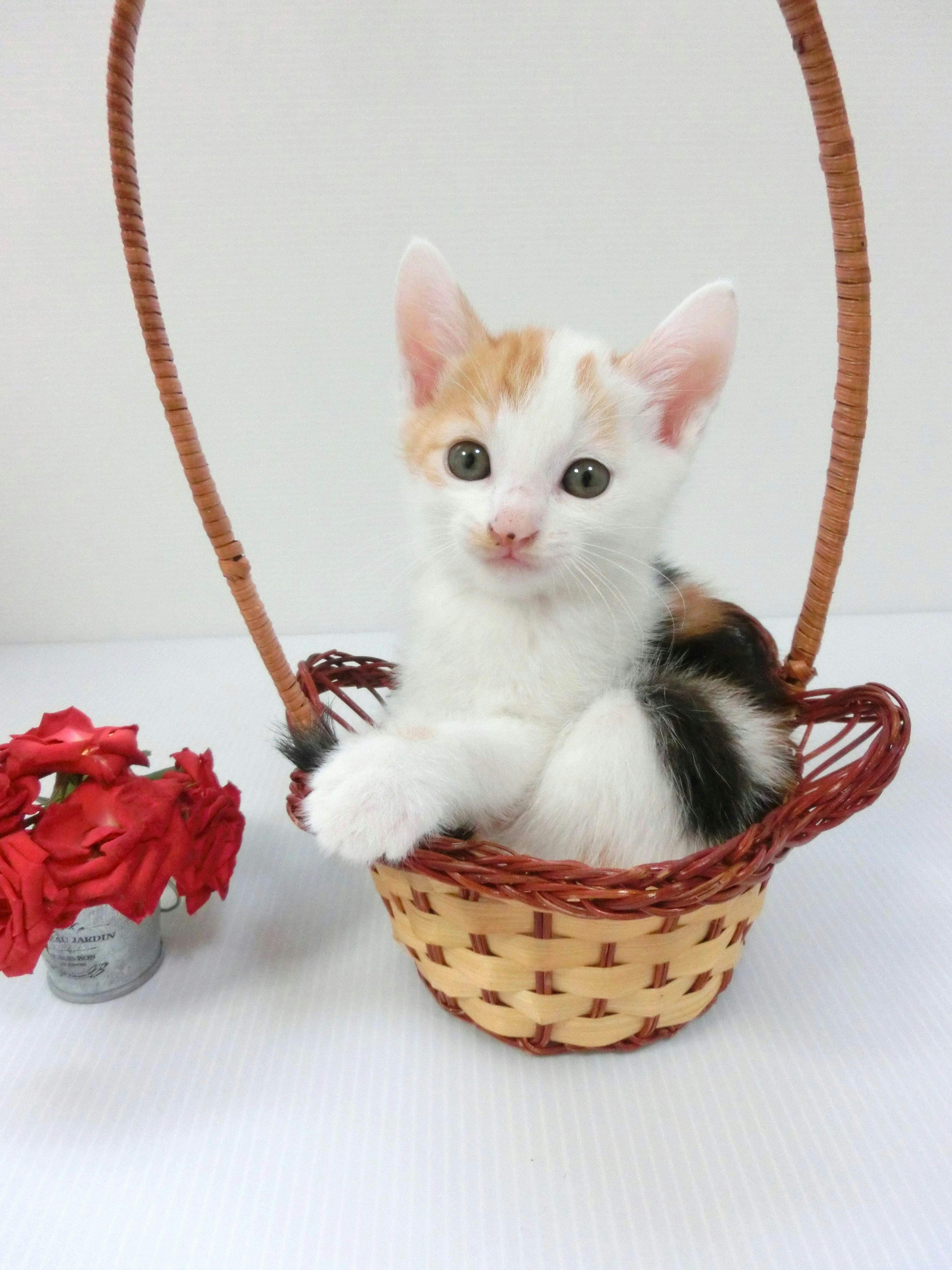 A small kitten sitting in a basket with a playful expression